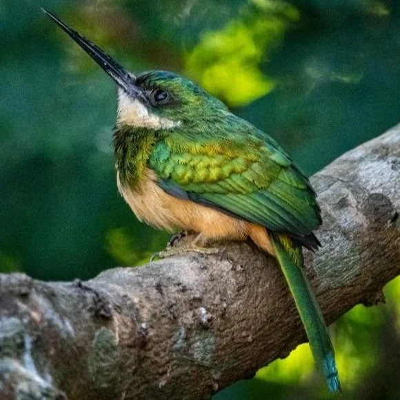 Bird-green_Latika Nath_The Matilda Projec