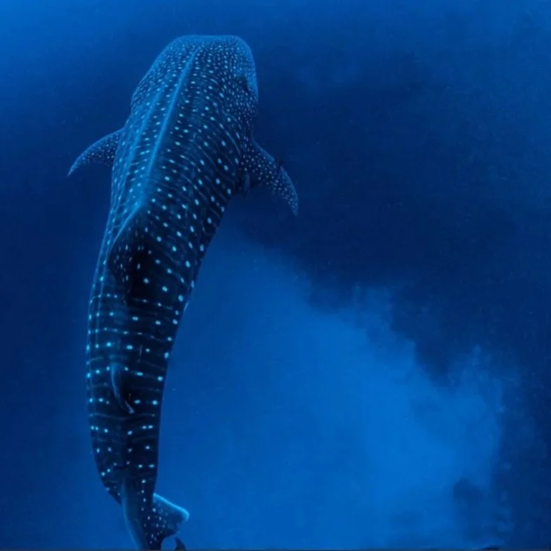 Whale Shark_Latika Nath_The Matilda Projec