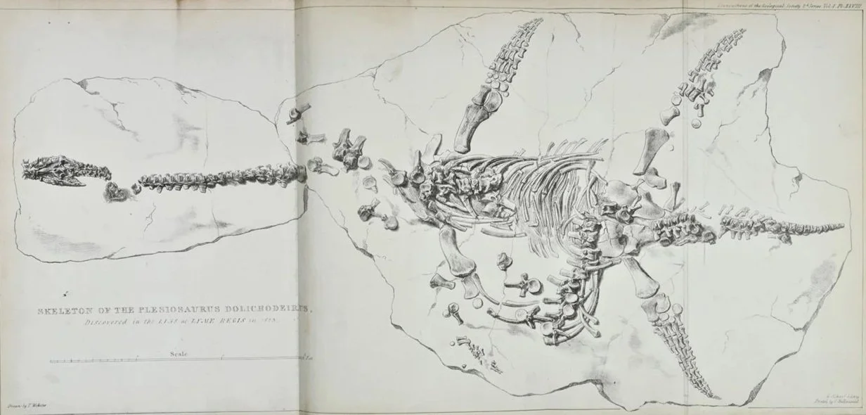 Lithograph of a Plesiosaurus dolichodeirus skeleton discovered by Mary Anning, published in 1824 in the Transactions of the Geological Society of London.