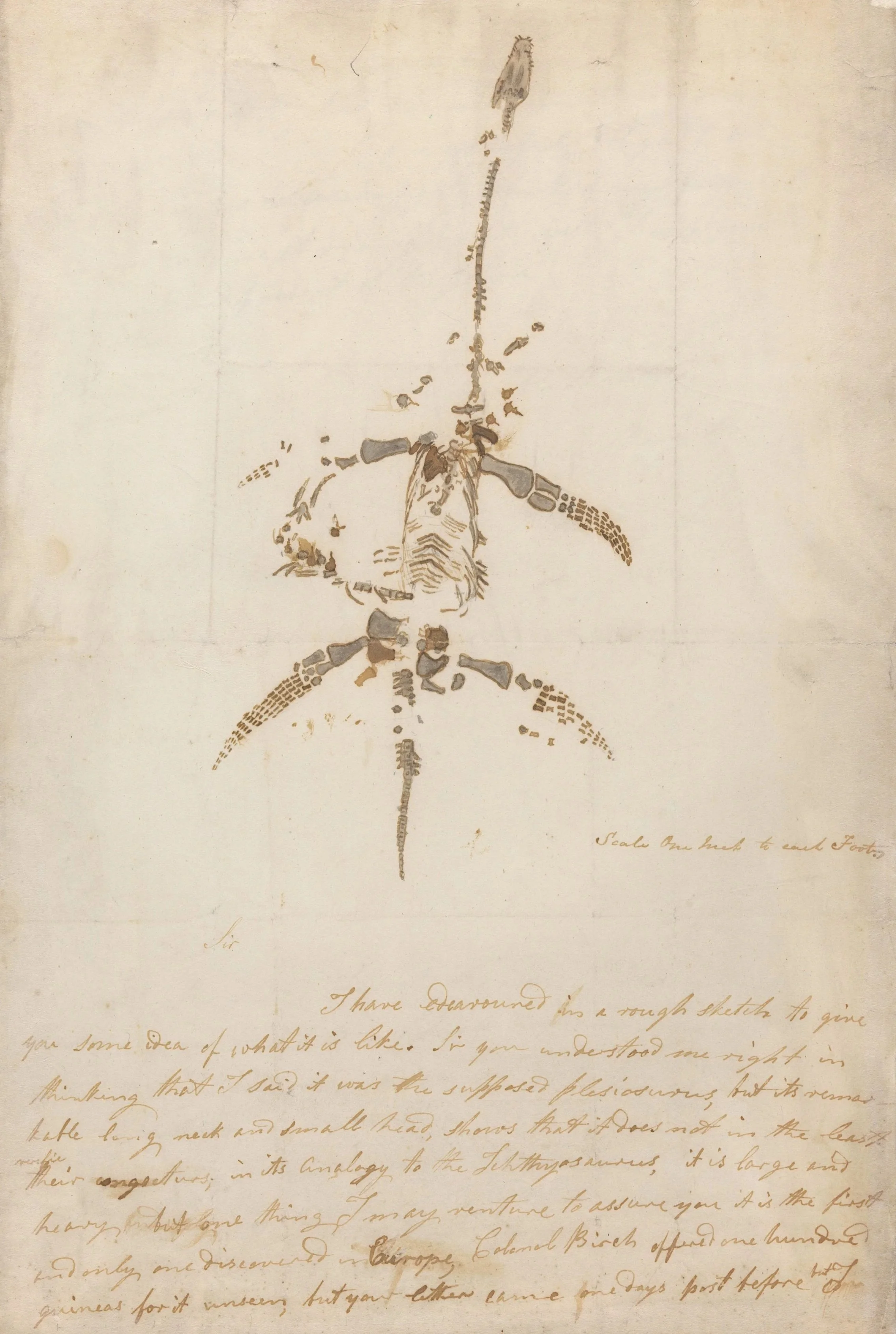 Mary Anning’s autograph letter to Sir Henry Bunbury, dated December 1823, describing her recent fossil discoveries, including the newly uncovered plesiosaur, accompanied by a pen-and-ink sketch of the skeleton.
