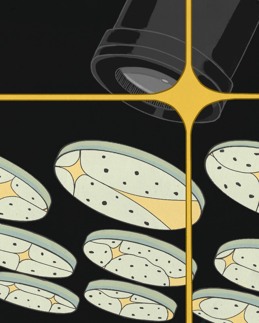 Illustration of a microscope and petri dishes, representing Jewel Plummer Cobb’s first encounter with microscopy and her growing interest in biology.