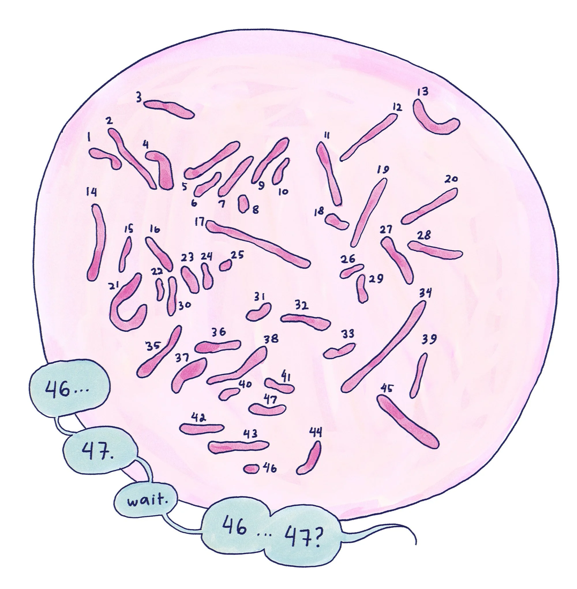 Illustrated microscopic view of arranged chromosomes, highlighting an extra chromosome as Marthe Gautier might have seen it during her research.