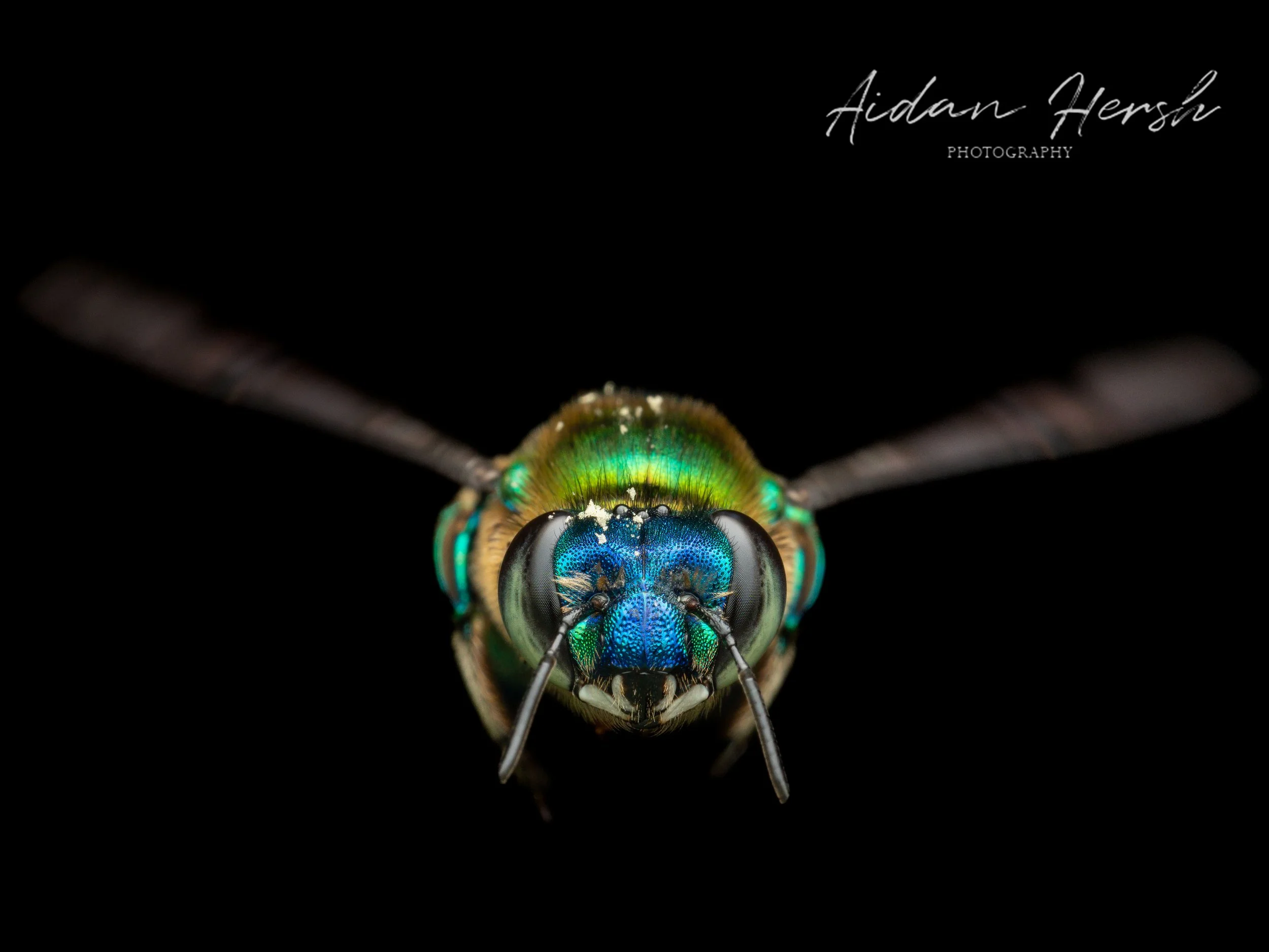 Orchid-bee-portrait.jpg