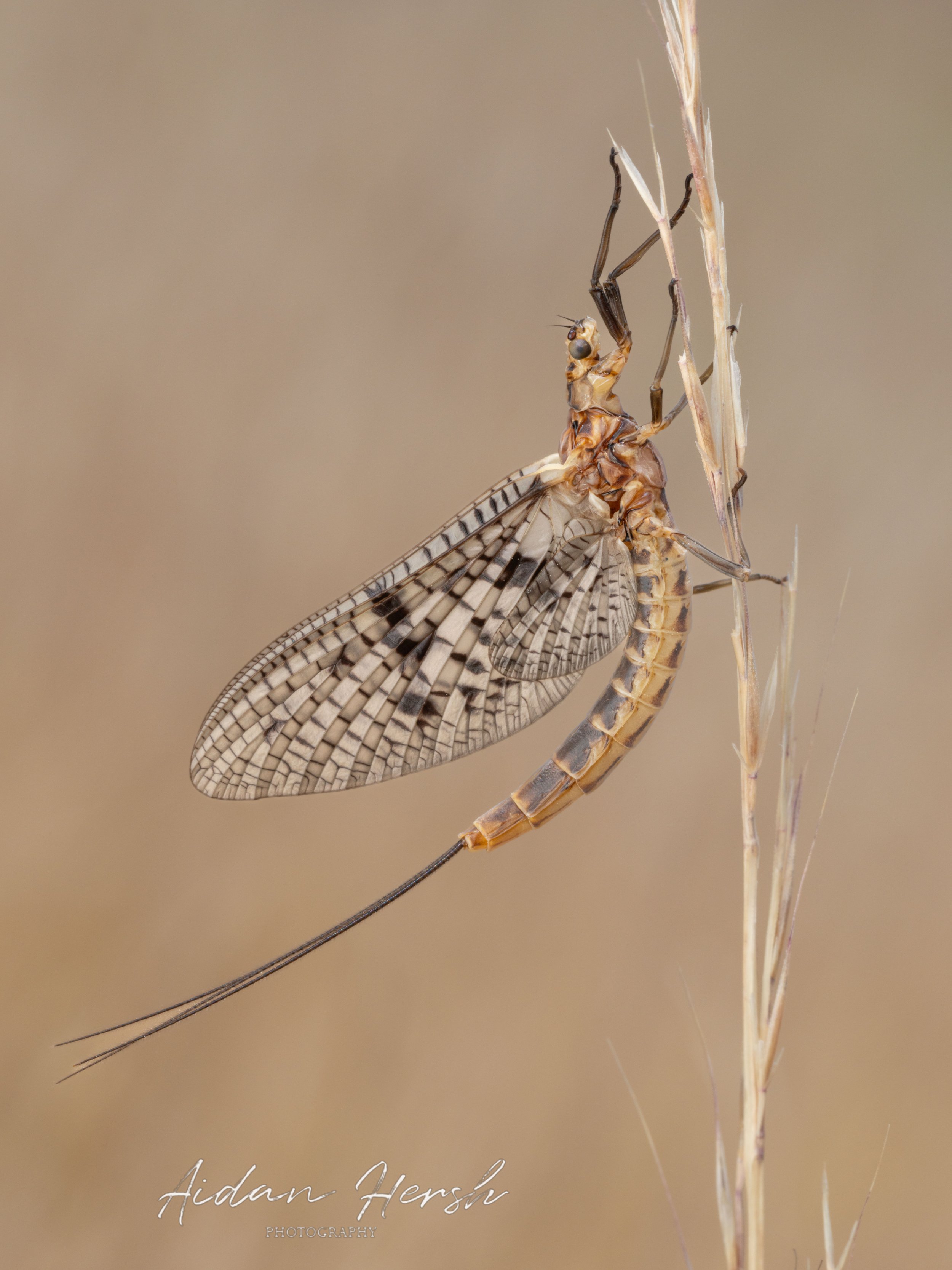 Mayfly.jpg
