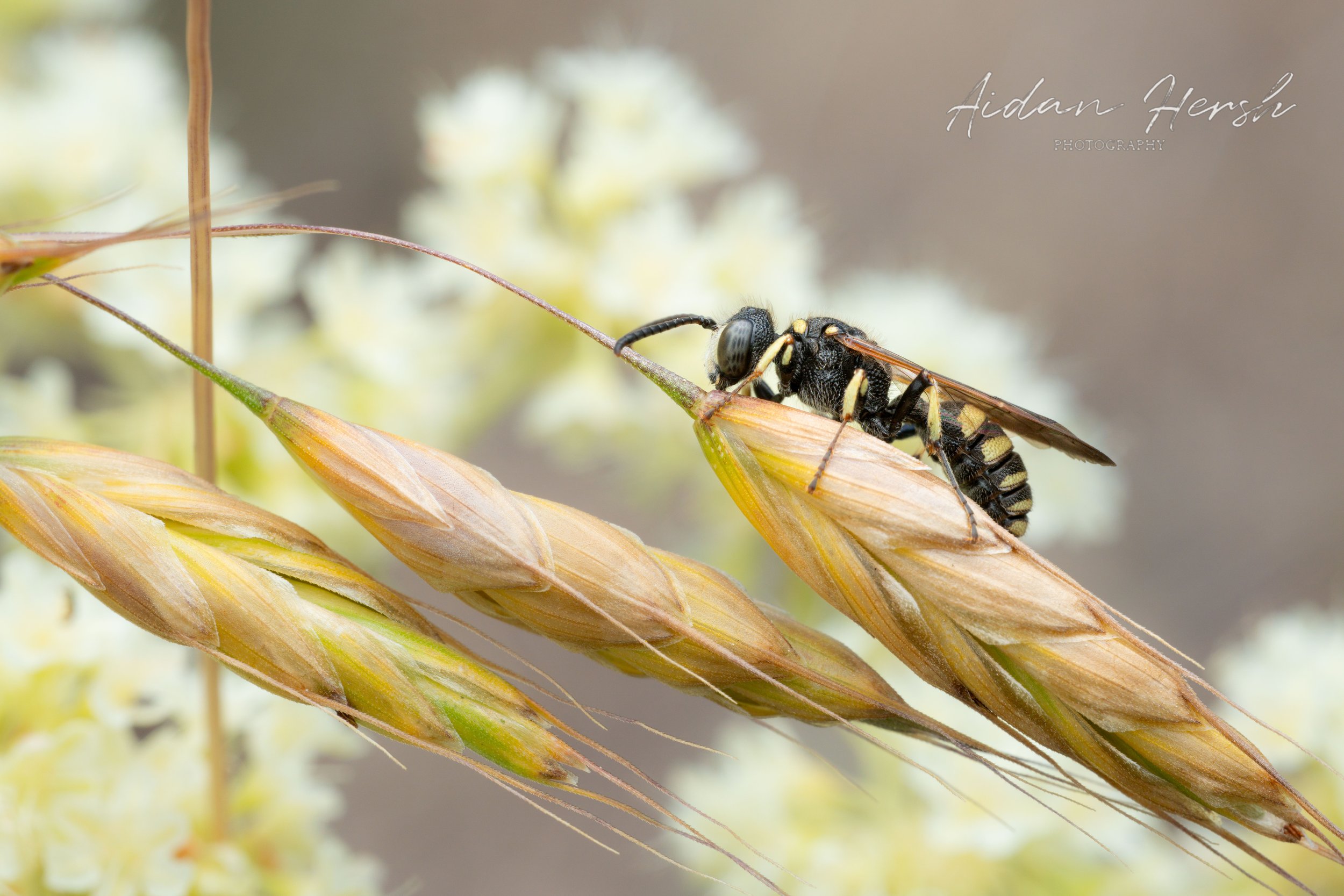 Wasp-on-grass.jpg
