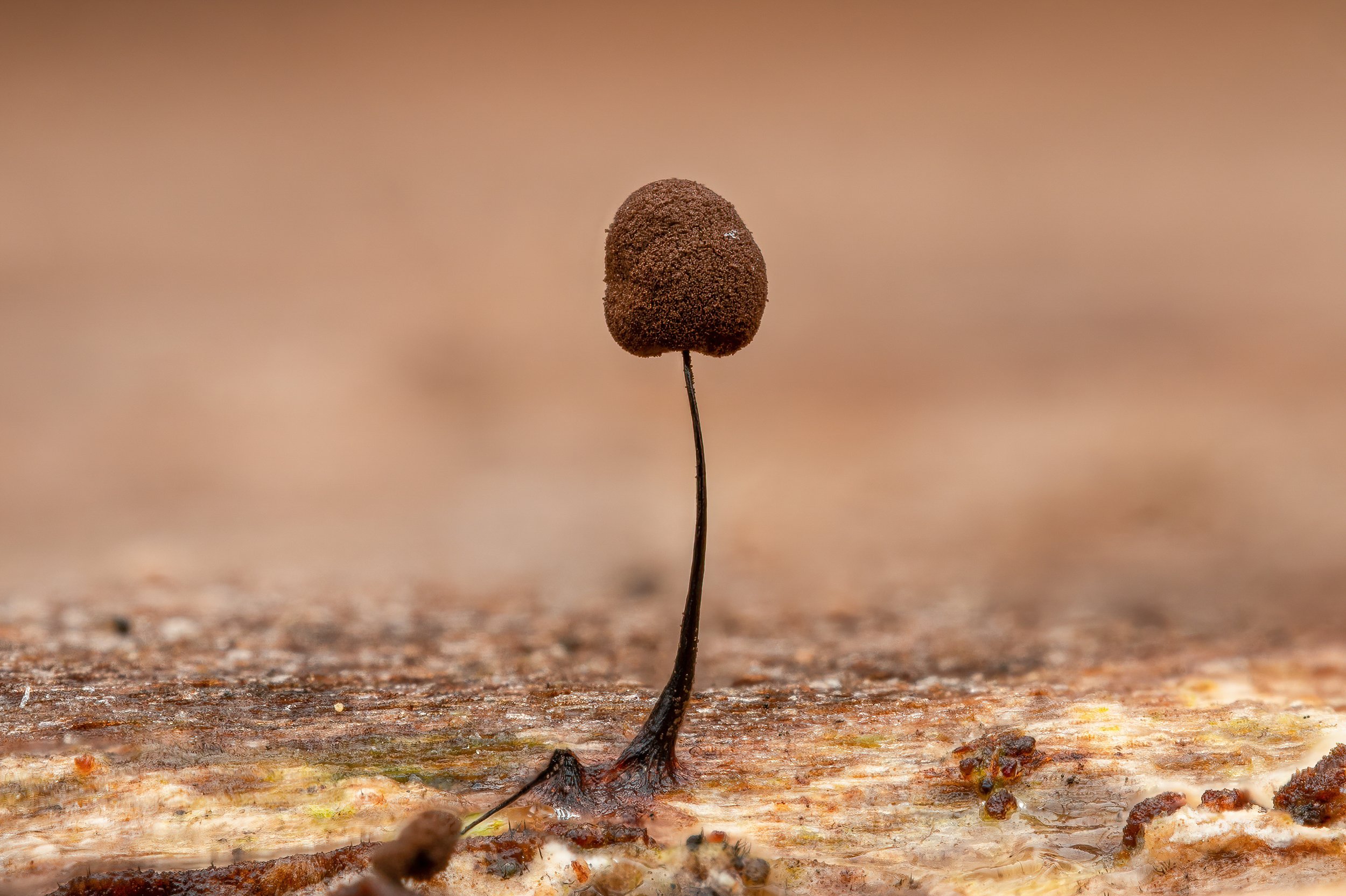 2023-01-30 15-51-51 (B,R8,S4)-2-SharpenAI-Motion.jpg