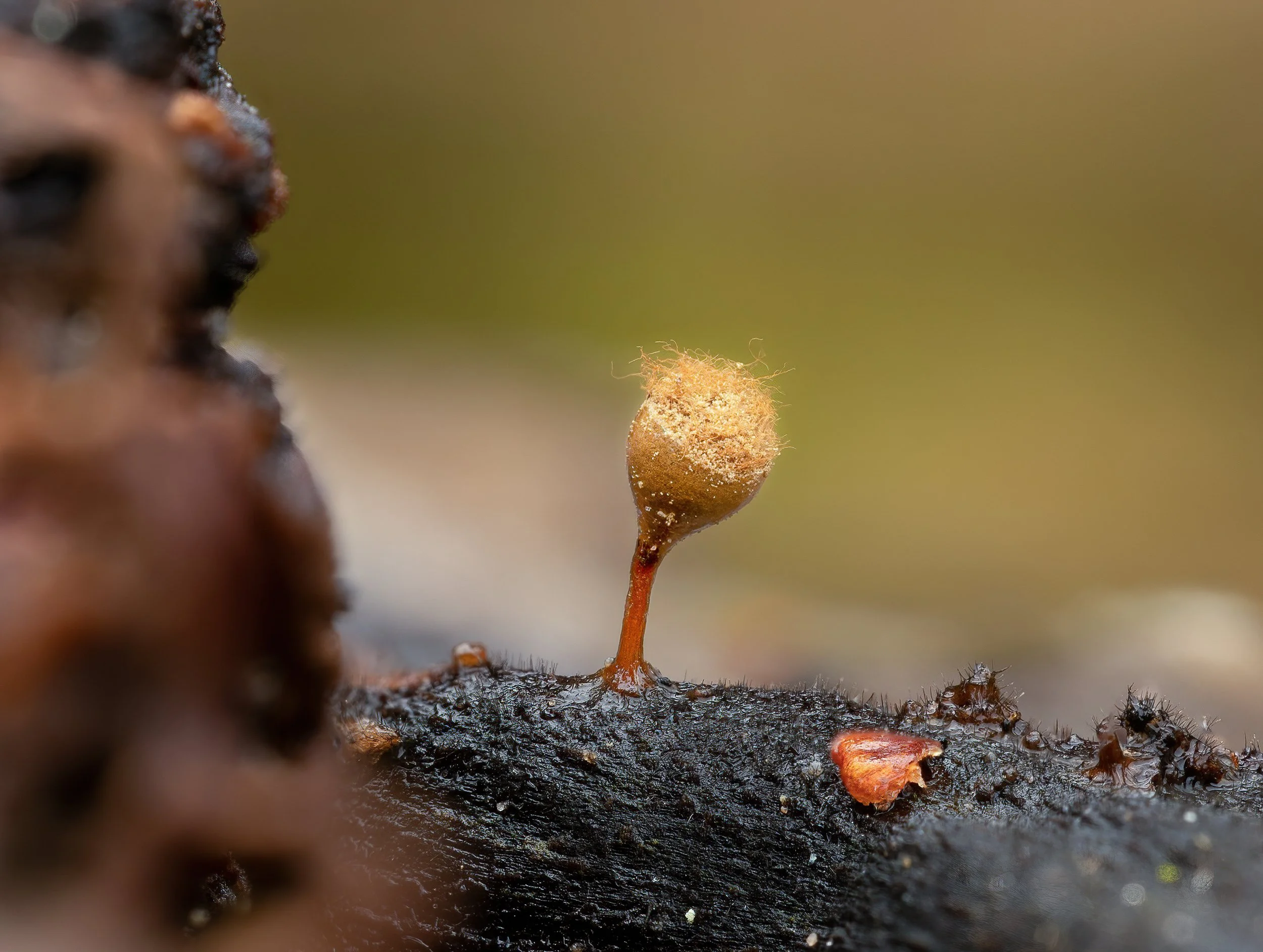 2023-03-06 21-21-16 (B,R7,S3)-2-SharpenAI-Focus.jpg