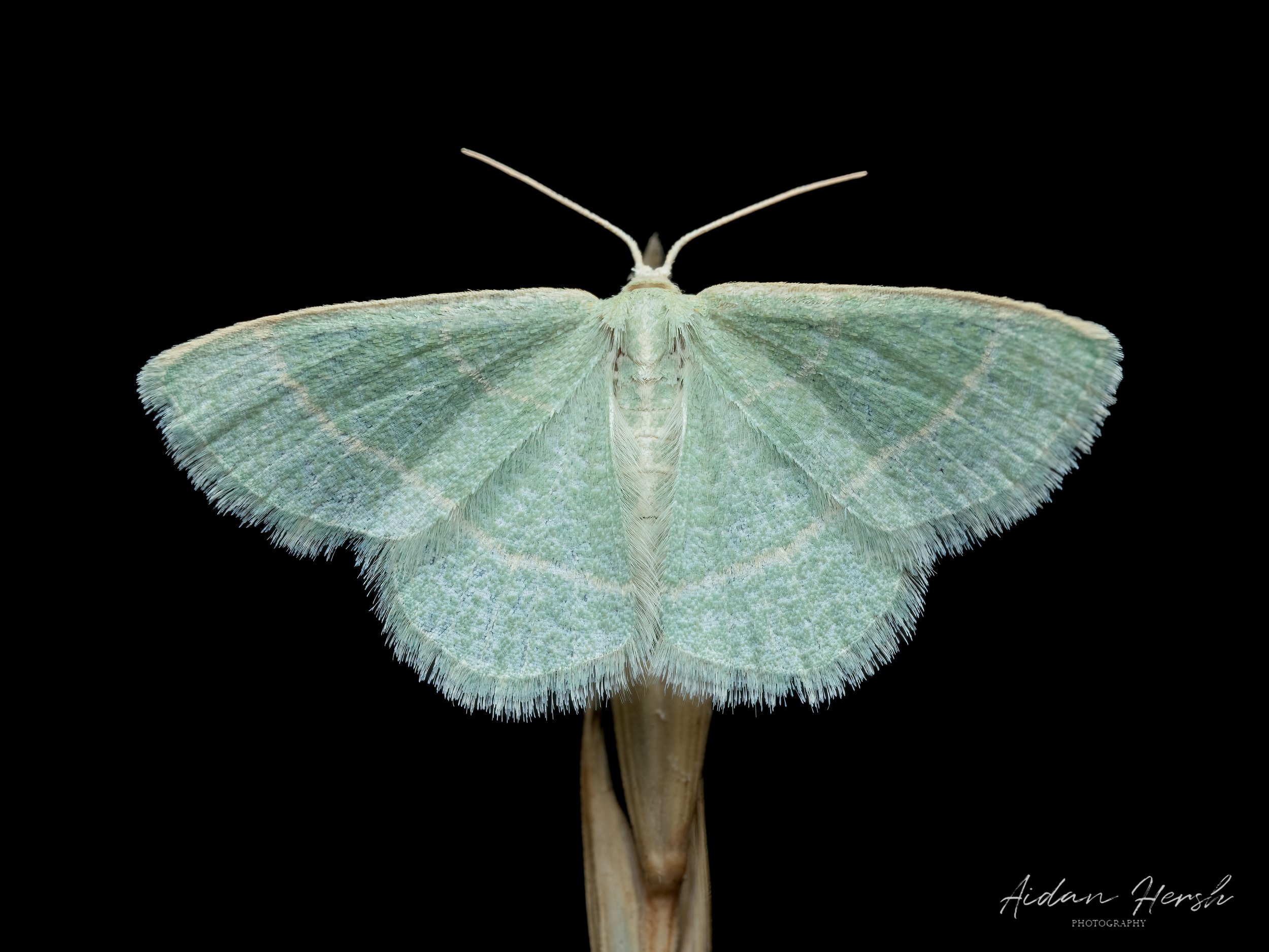 Geometrid Moth with signature.jpg