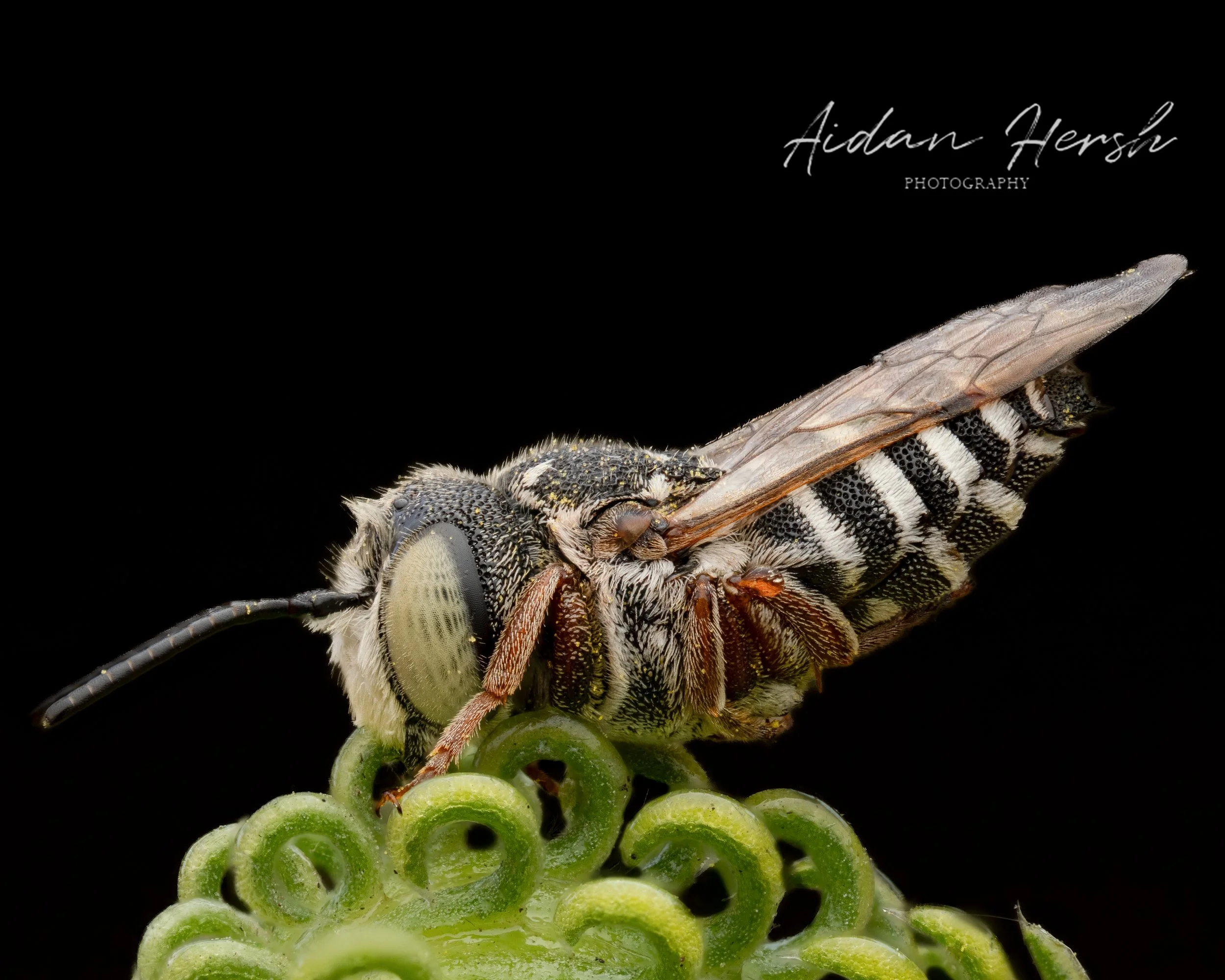 Coelioxys-8x10.jpg