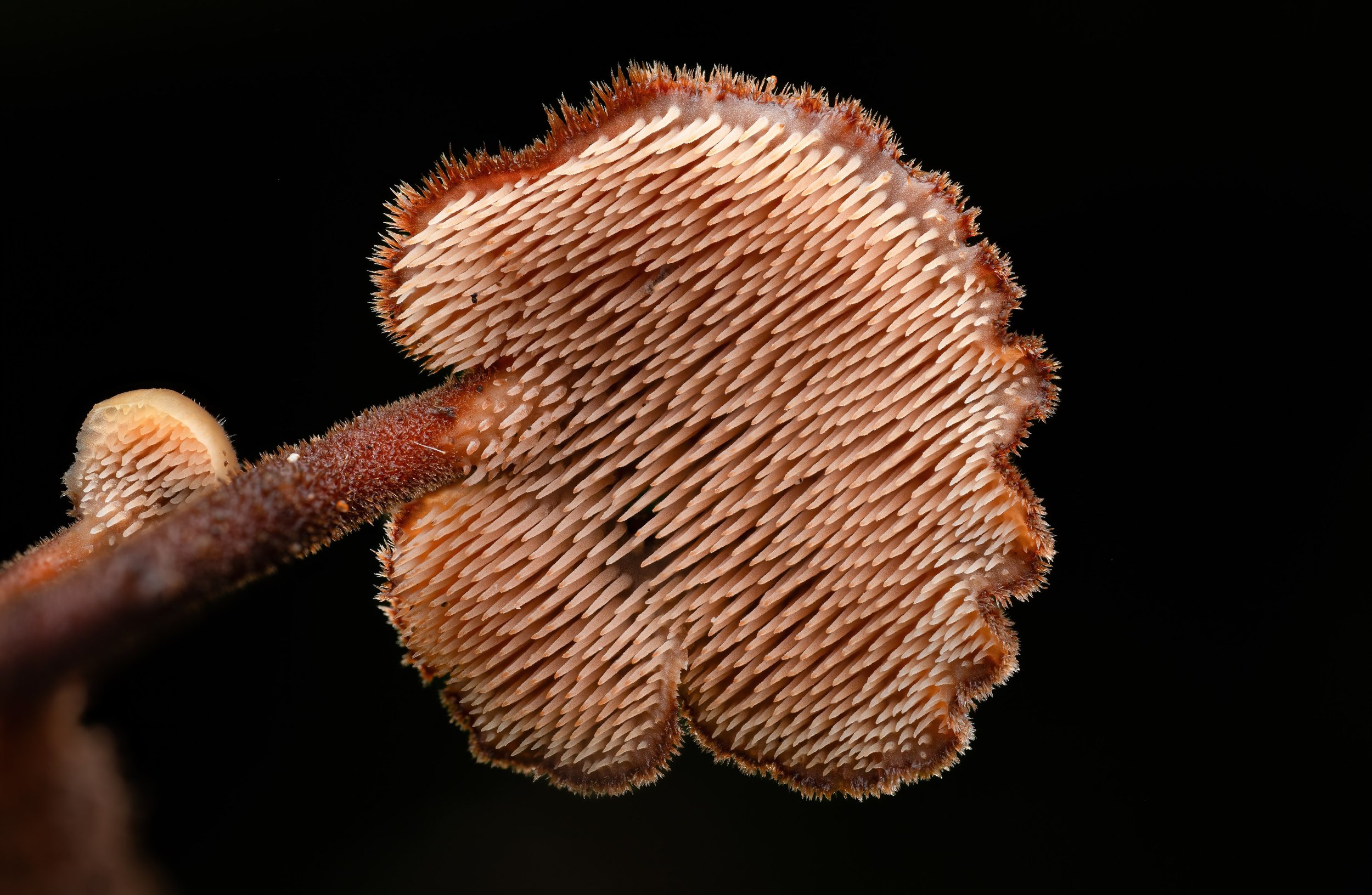 2023-10-11 17-12-26 (B,R8,S4)-SharpenAI-Softness.jpg