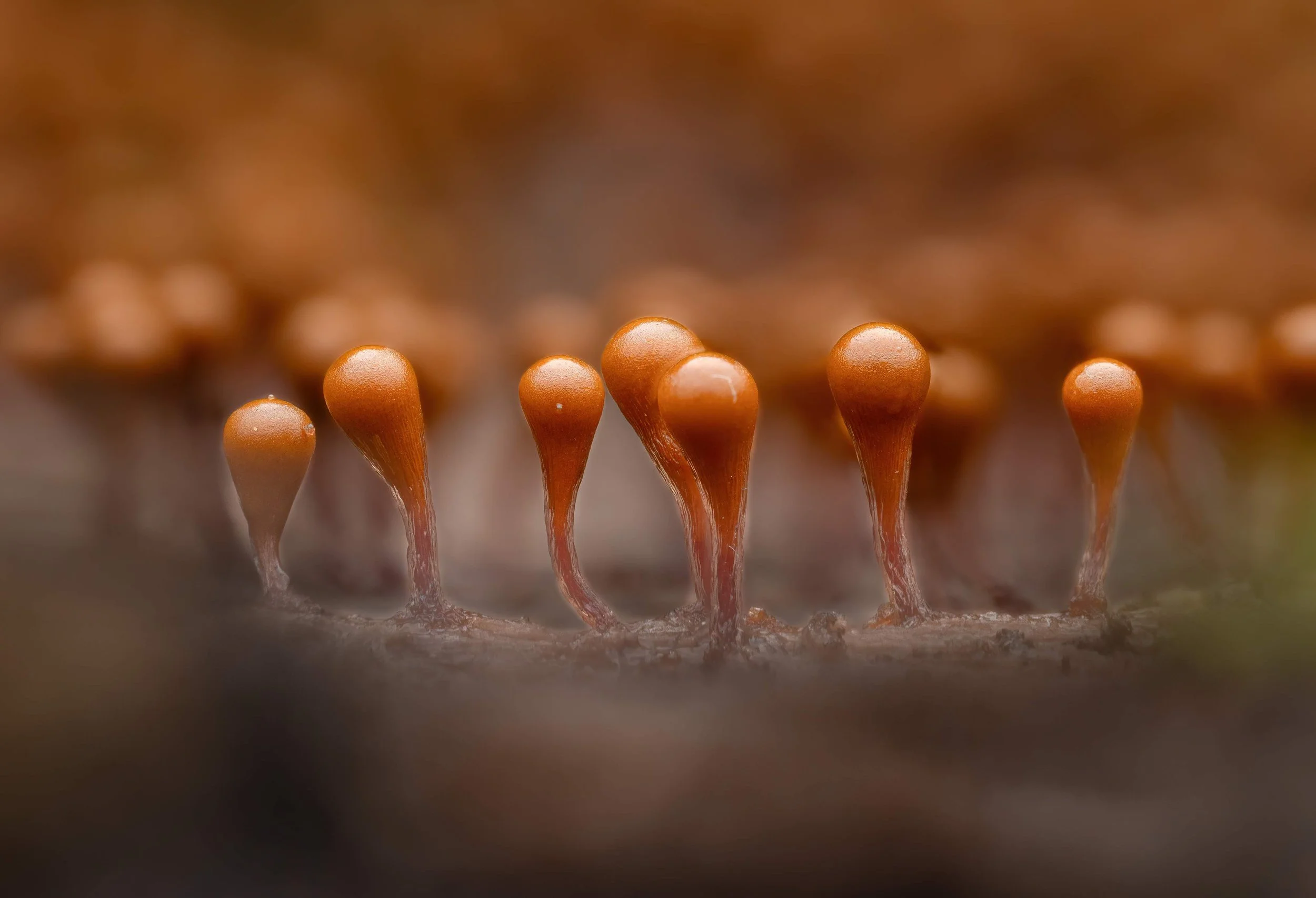 2023-10-09 21-59-27 (B,R8,S4)-SharpenAI-Softness.jpg