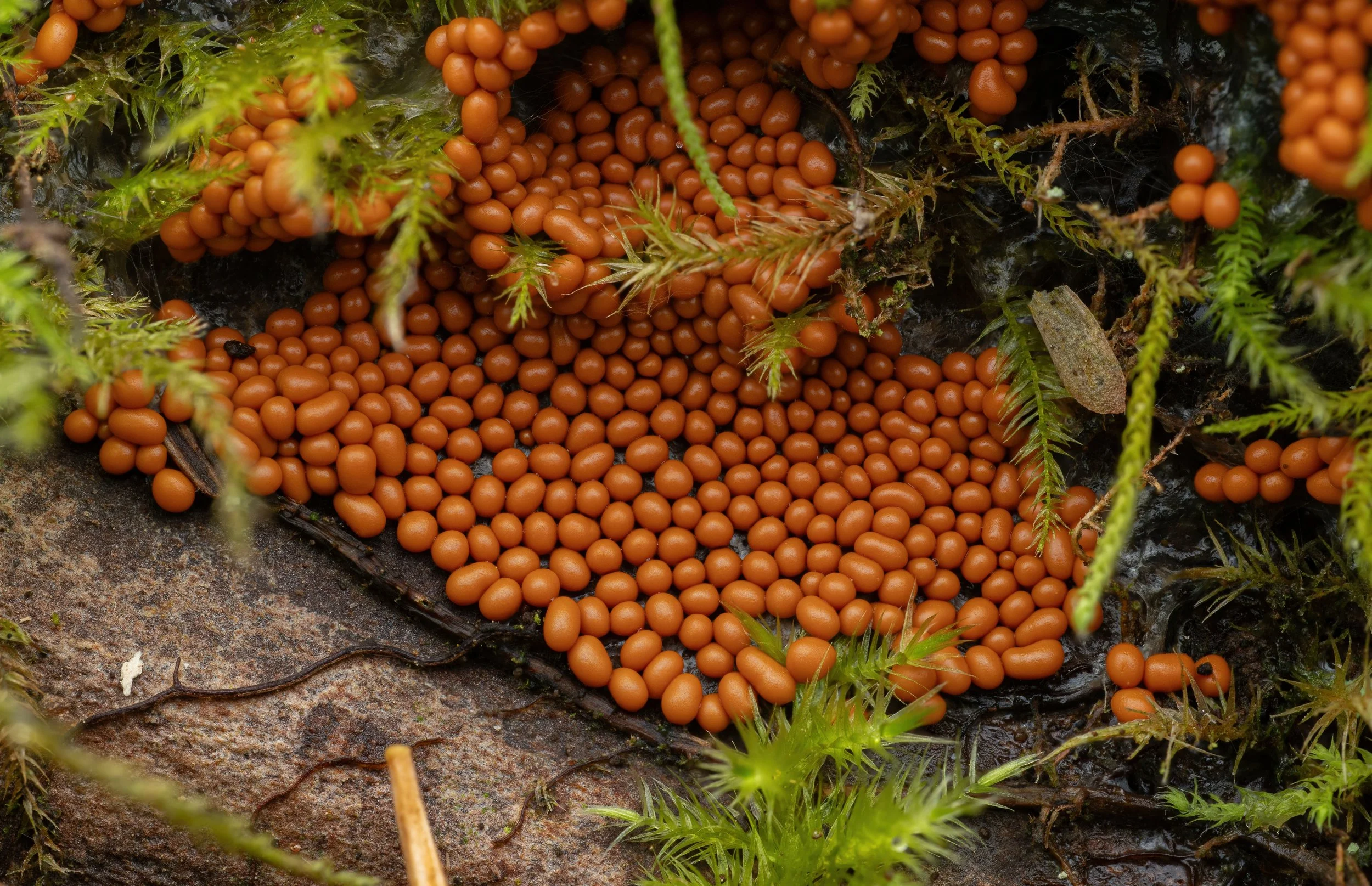 2023-10-09 23-30-59 (B,R8,S4)-SharpenAI-Softness.jpg