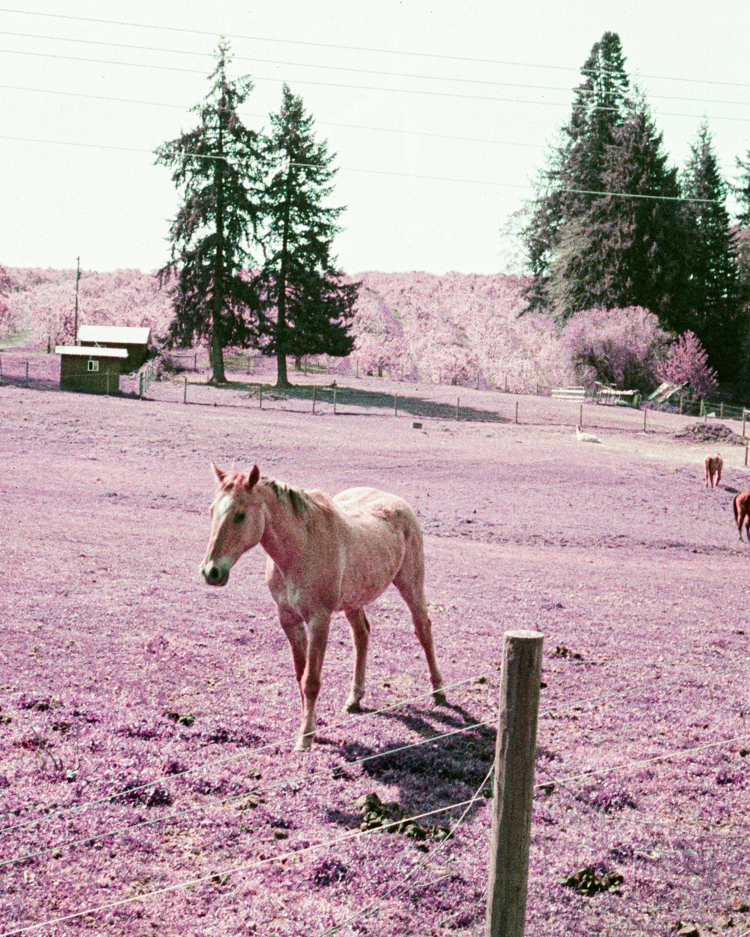 all taken on Lomography purple !