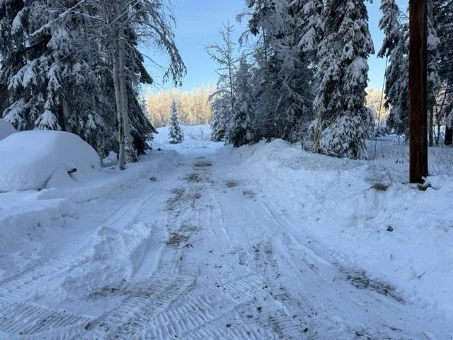 Snow-covered dirt road flanked by snow-laden pine trees under a clear blue sky.