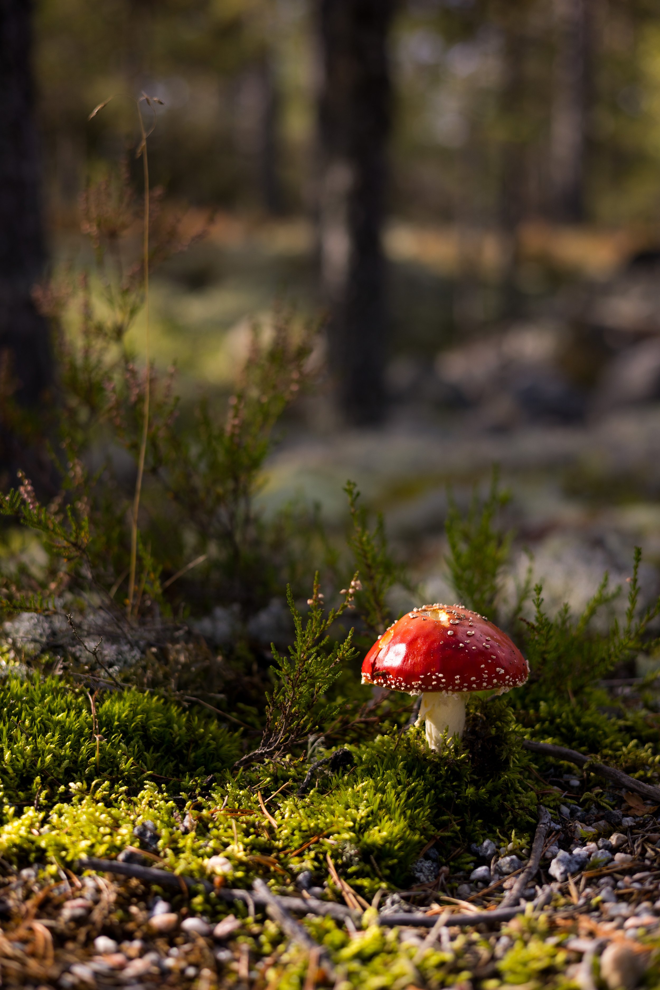 A1F55F76-B180-4055-B33E-1983A1C208ED.jpeg