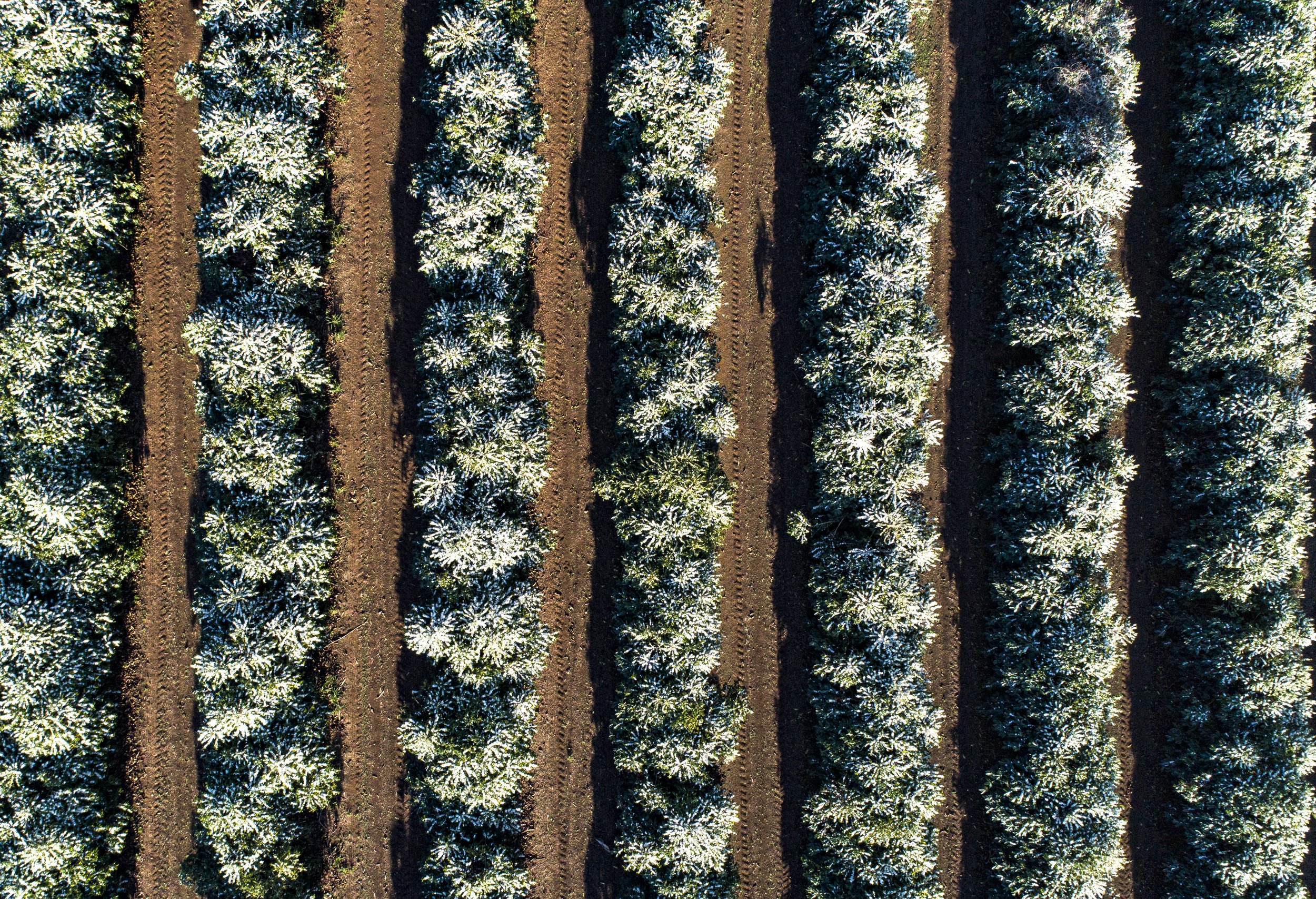 DJI_0072.jpg