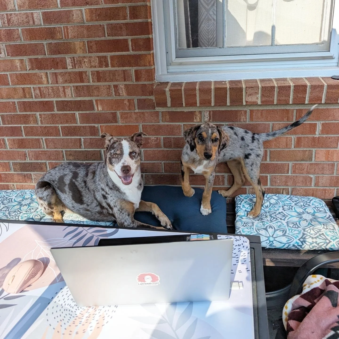 Staff meeting. Onboarding our new employee Pixel.