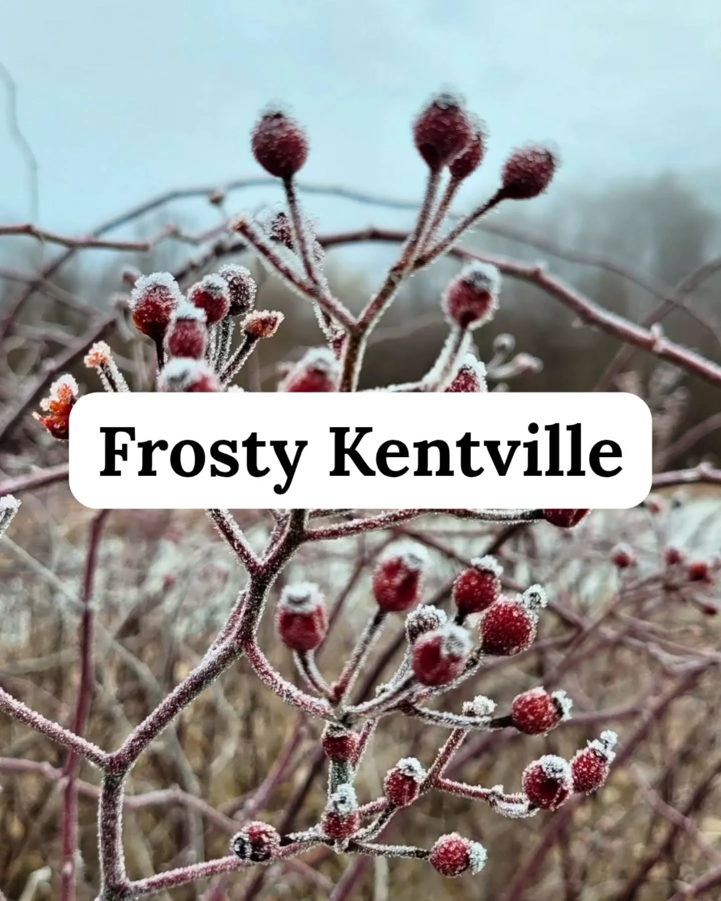 There's something magical about a little frost!

#winter #kentville #naturephotography #frost #speakingofclimatechange