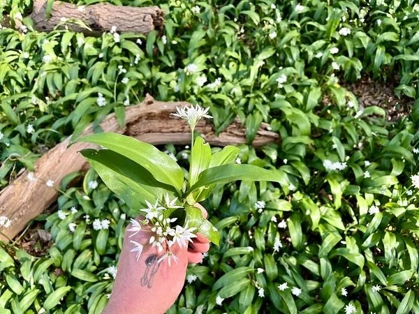 Retrospective - Wild garlic 

Well, our pickled wild garlic, wild garlic pesto and kimchi has finally left the building. What will next season bring?

We picked tonnes (well kgs) of the stuff, it blends great and freezes well. We&rsquo;ve been baking