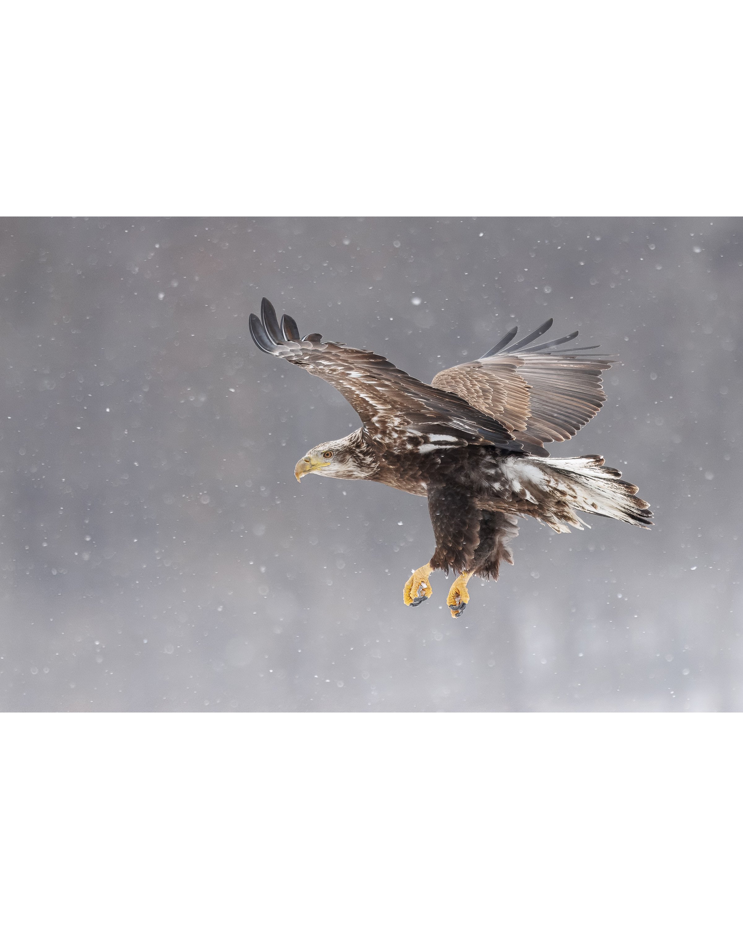 Eagle Flies Through the Snow.jpg