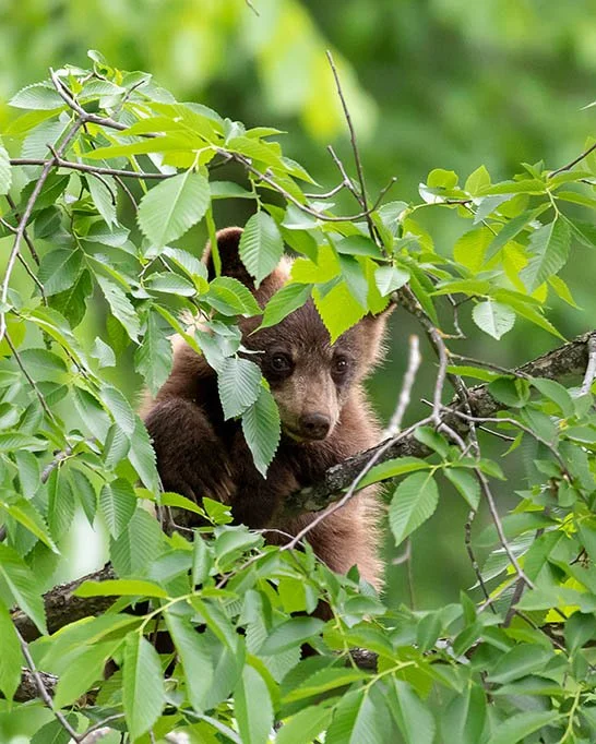 Bear Cub Through the Leaves
