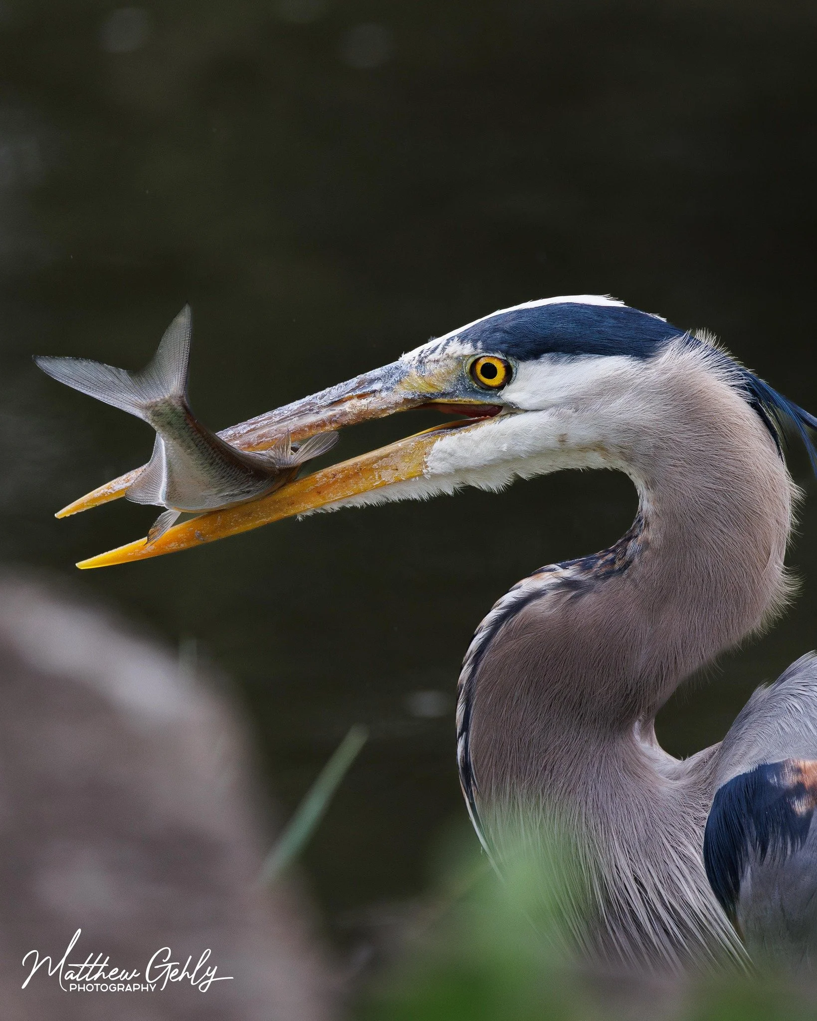 Great blue heron with a fish in it's mouth.