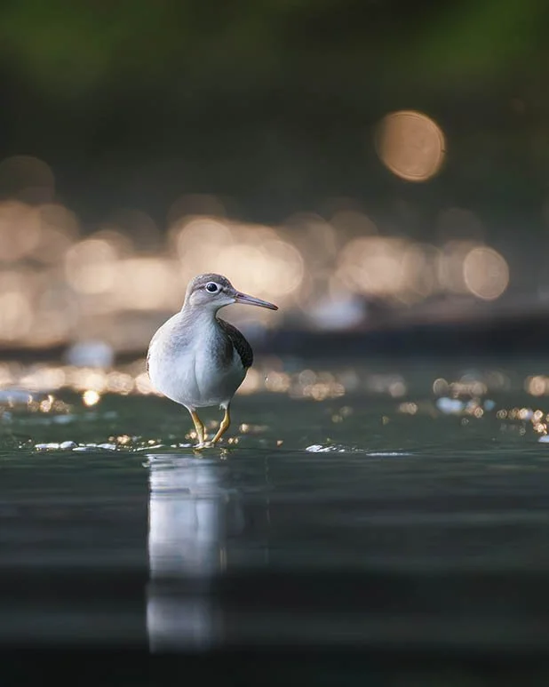 Spotted Sandpiper in the River