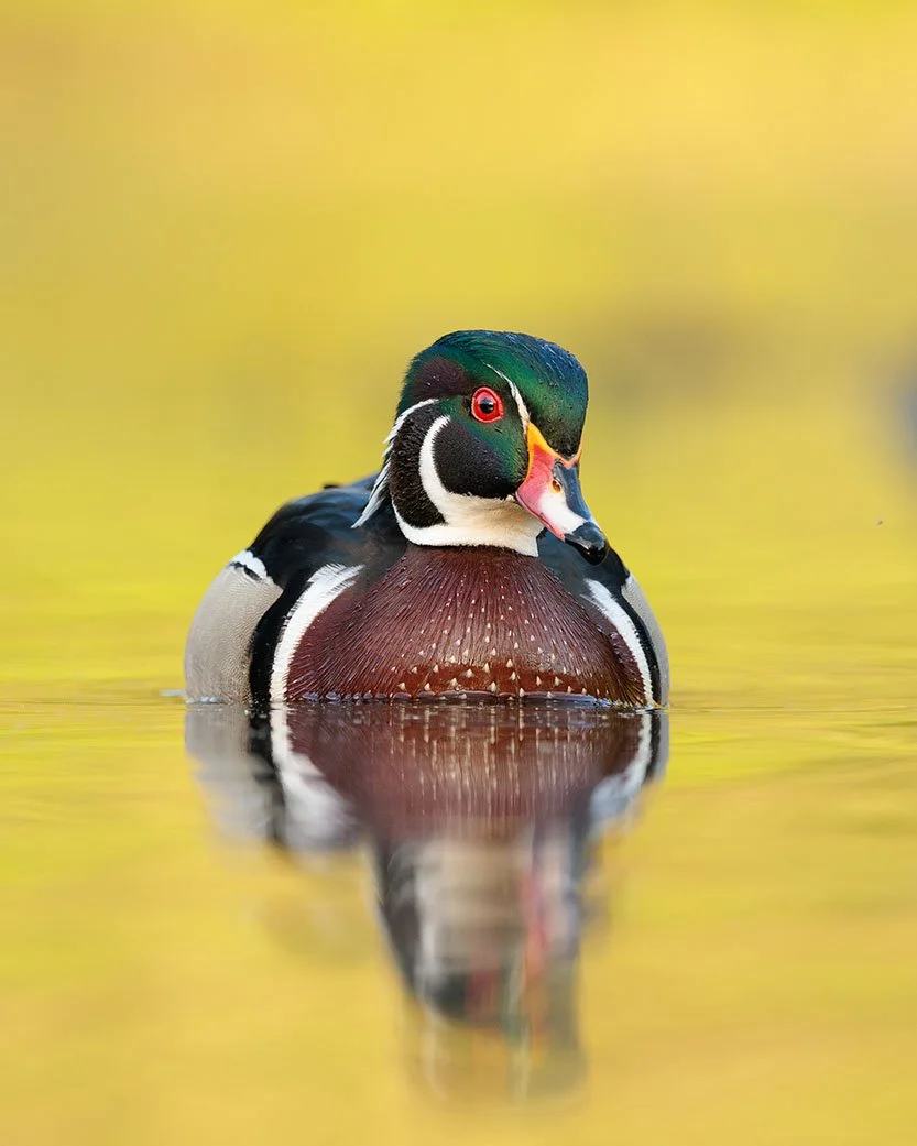 Wood Duck On Golden Pond