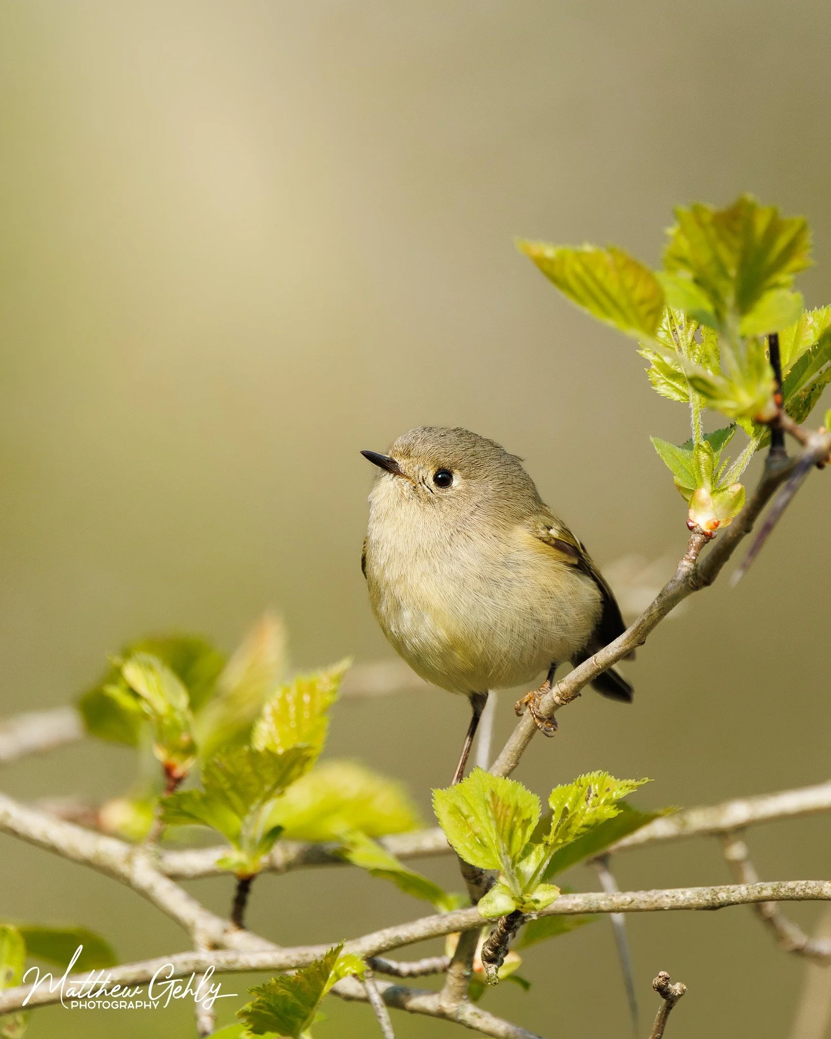 Ruby crowned kinglet sits on a branch