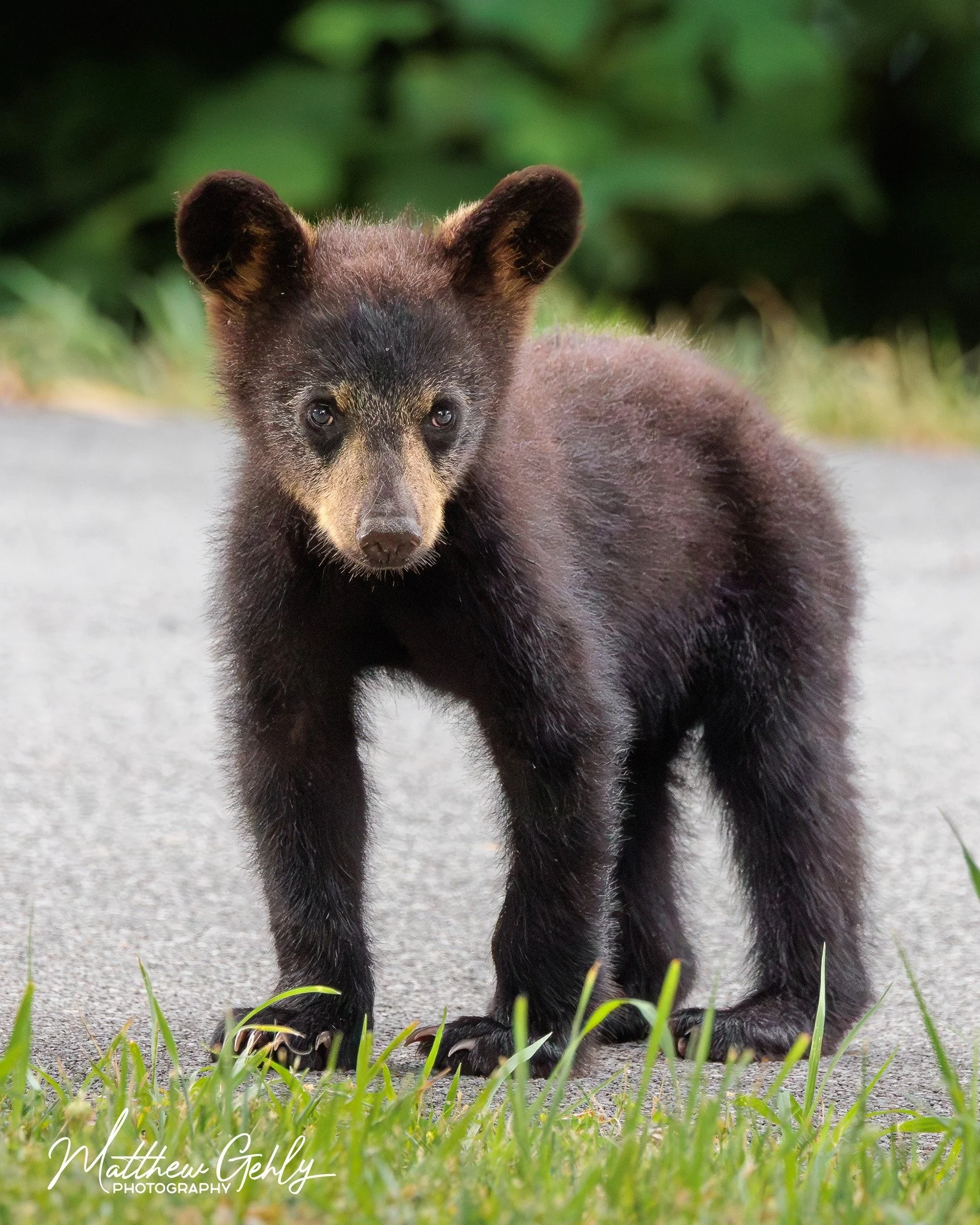 Great Smoky Mountain black bear cub looks towards the camera.