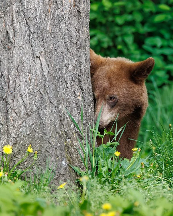 Cautious Bear