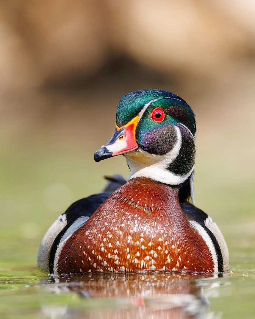 Wood Duck Details