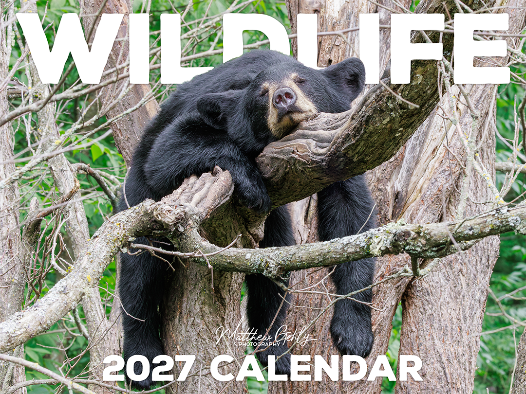 PRE-ORDER & SAVE $5! 2027 Wildlife Photography Calendar