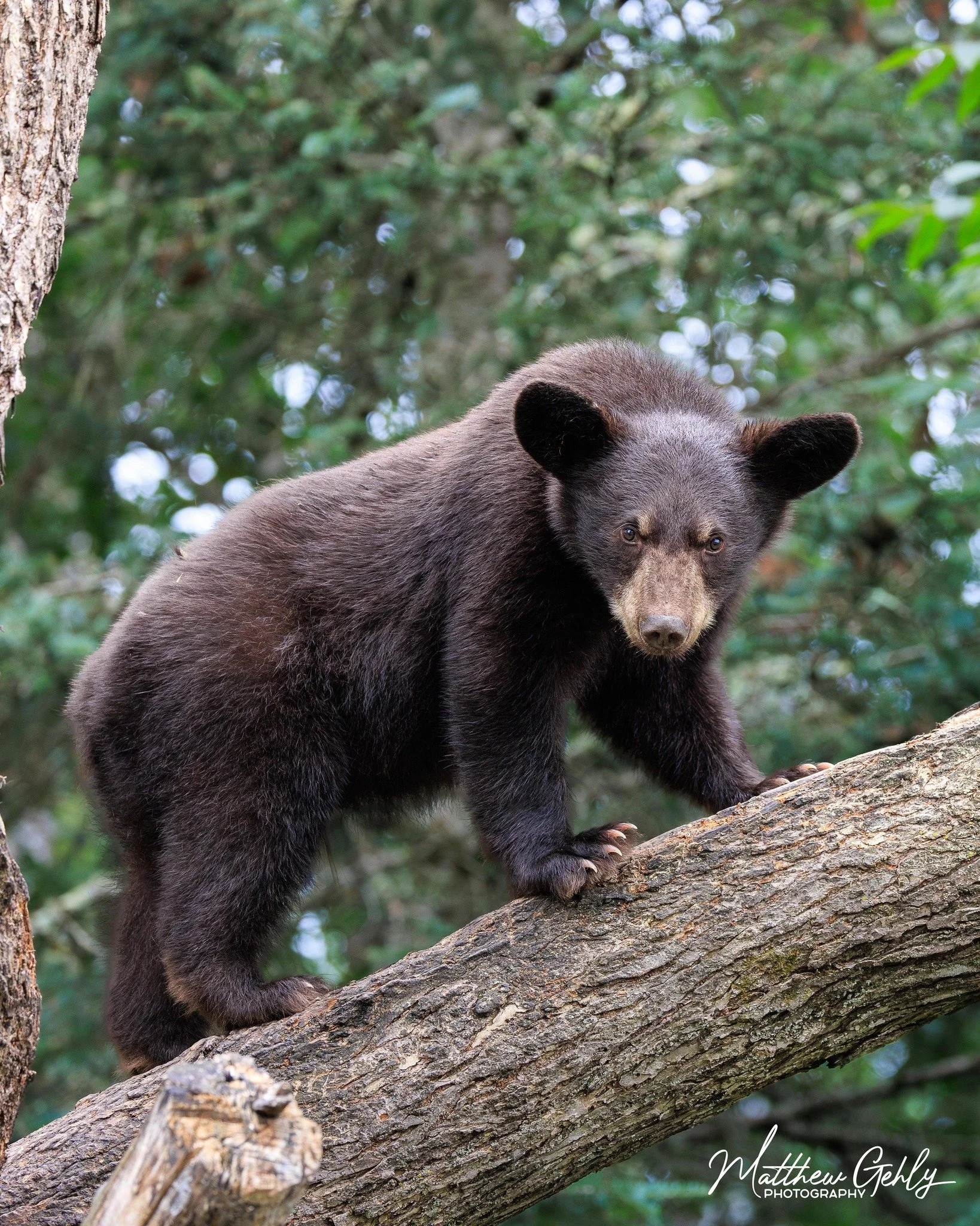 Black bear climbs a tree.