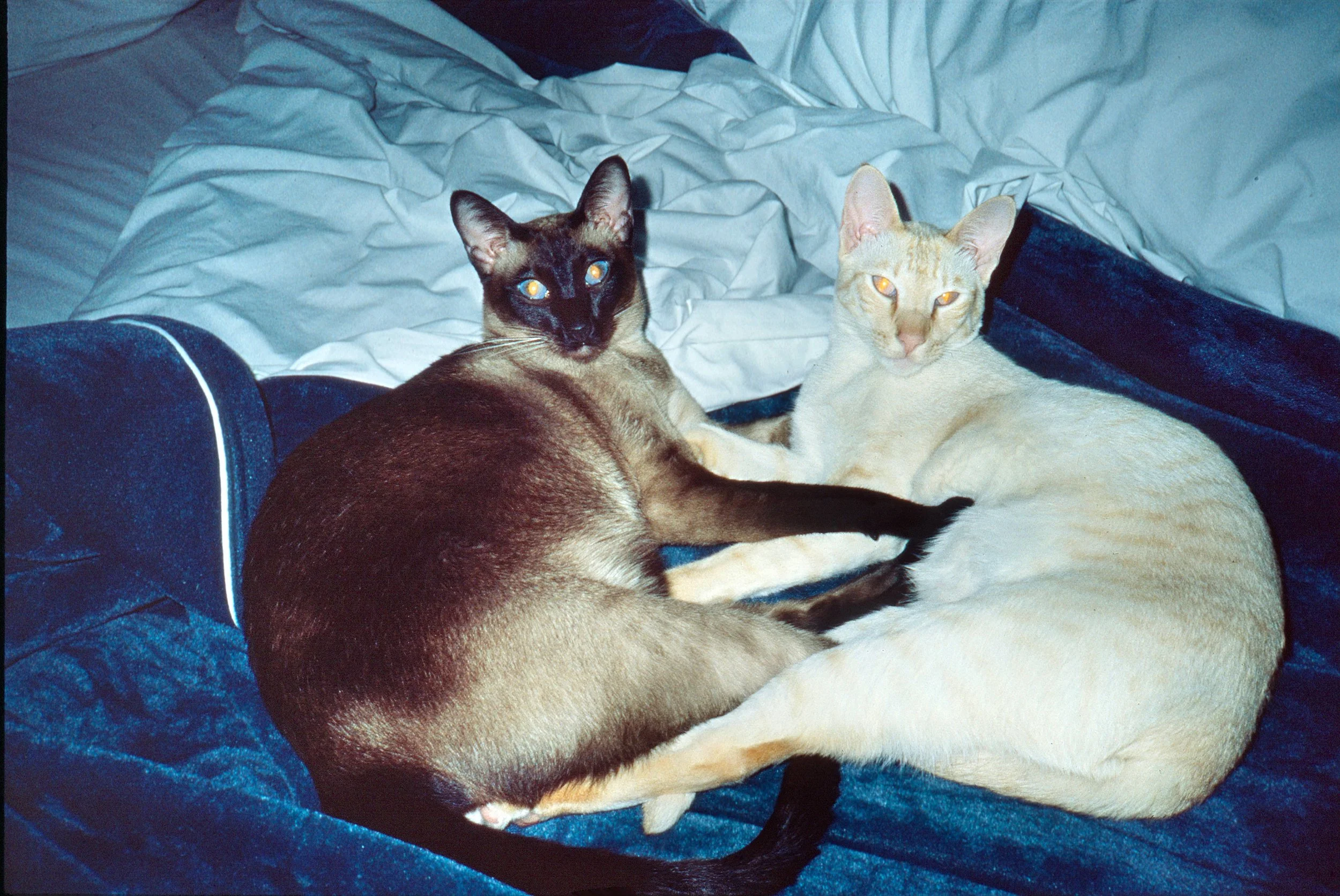 1986 Cats_JP_Unlab copy.jpg