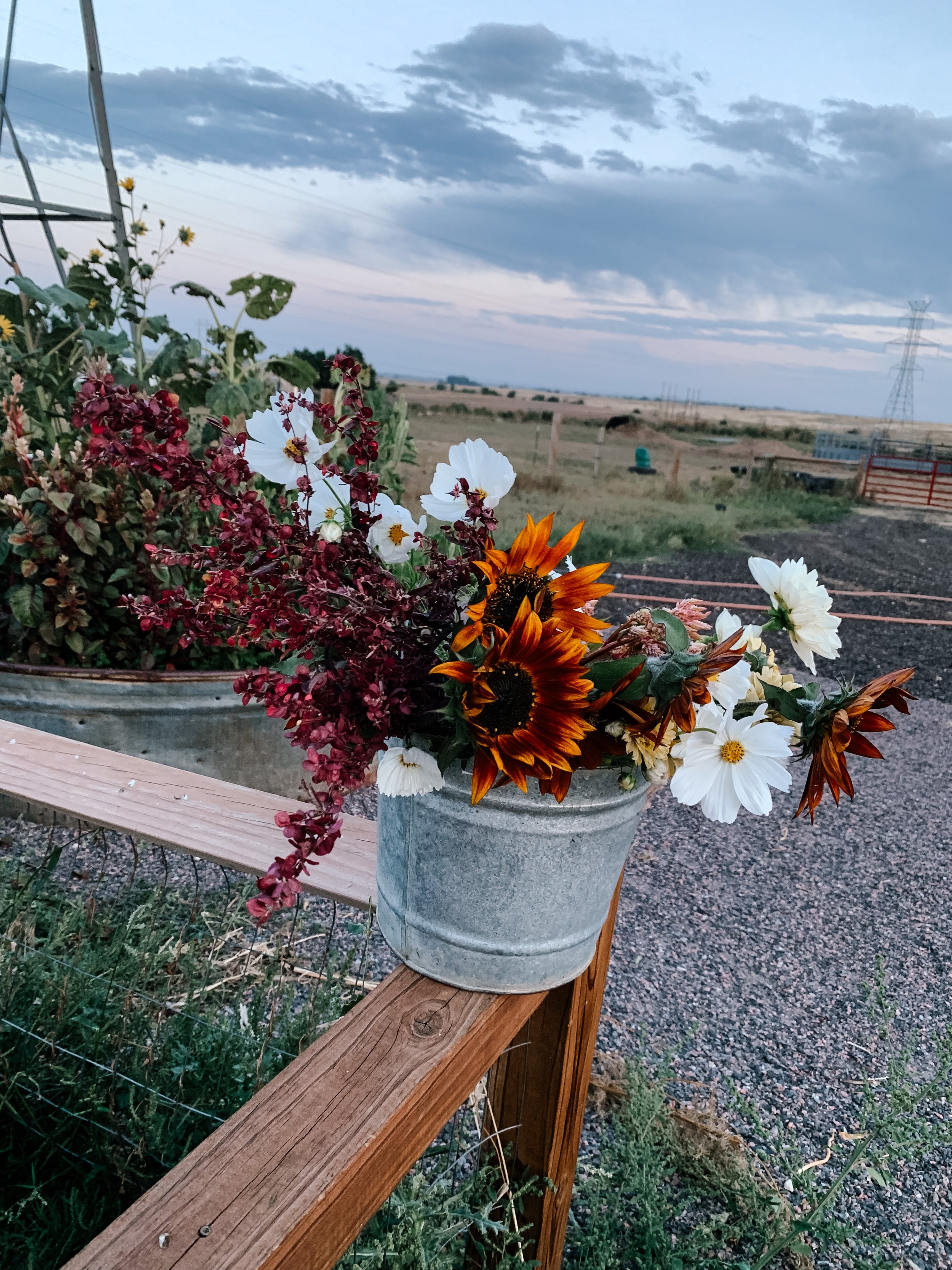 A galvanized metal bucket filled with flowers including white, red, and orange sunflowers, placed on a wooden rail in an outdoor rural setting at dusk with cloudy sky.