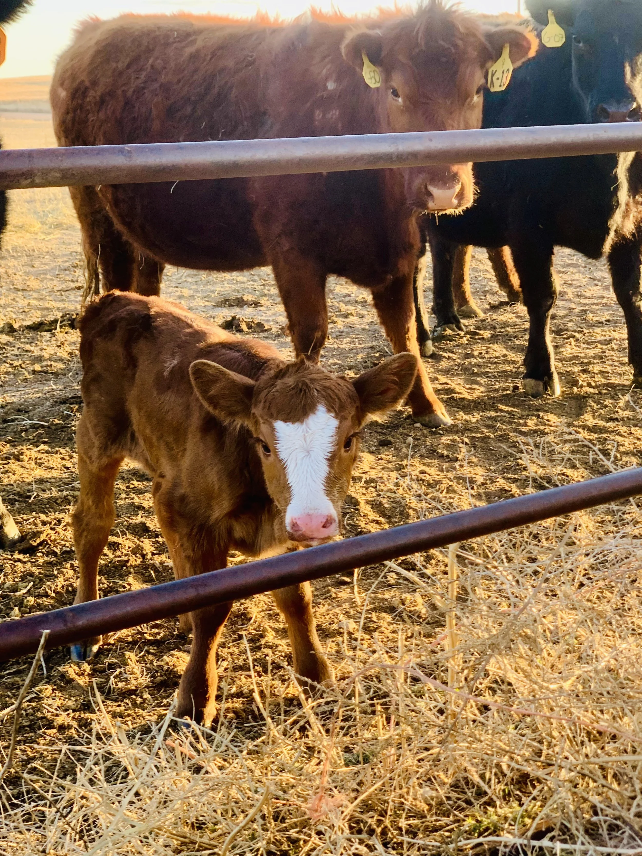 A baby calf standing in a farm pen with dry grass, looking at the camera, and other adult cows behind a metal fence during sunset.