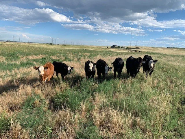 A herd of seven cows, mostly black and white with one brown, standing in a grassy field under a partly cloudy sky.