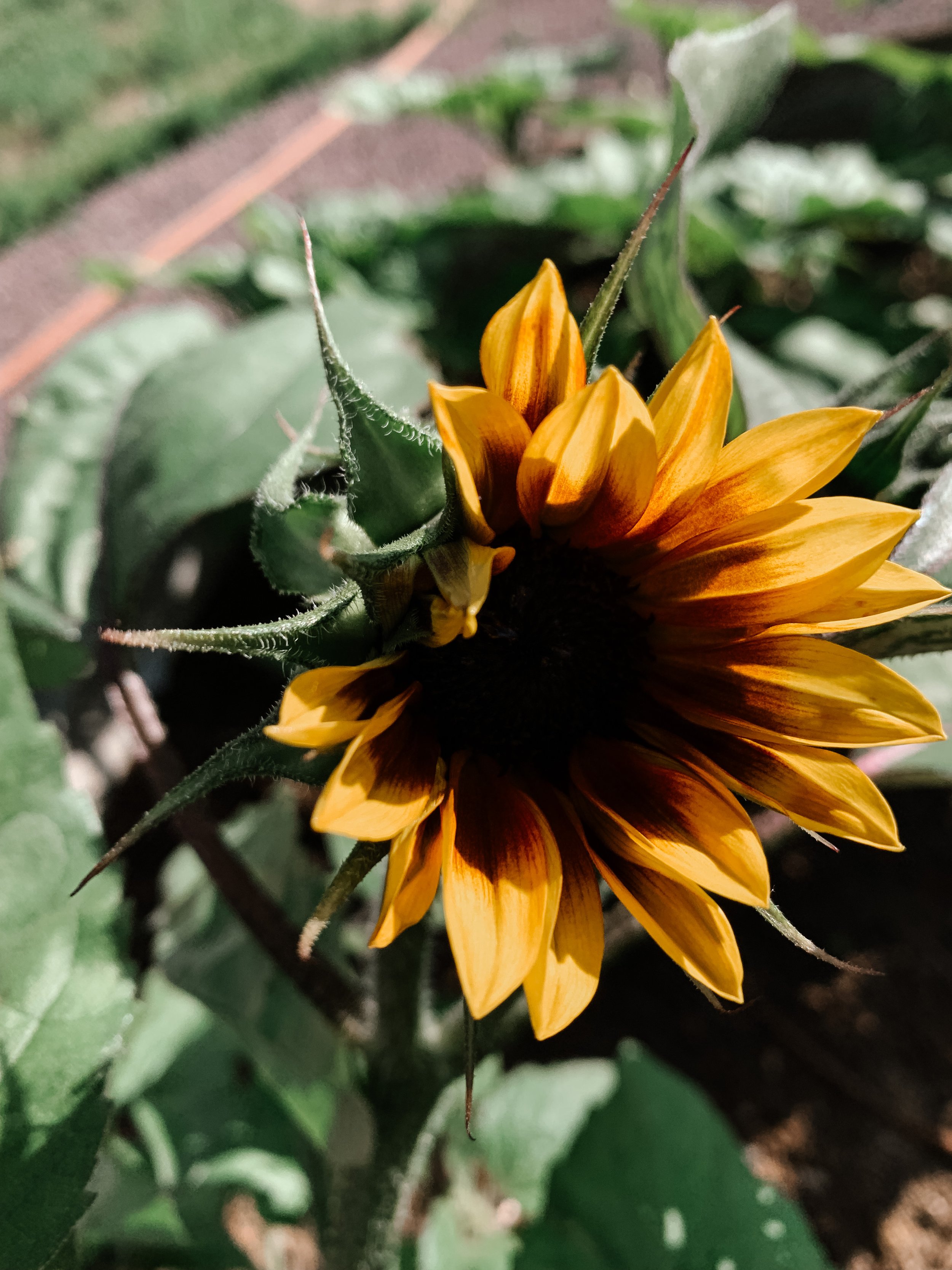 A close-up of a partially bloomed sunflower with yellow petals and green leaves.