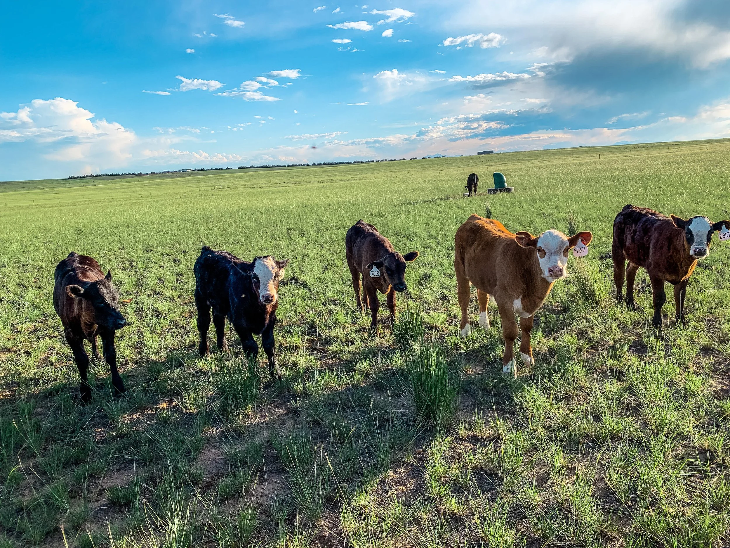 Six calves standing in a grassy field with a green sky and clouds in the background.