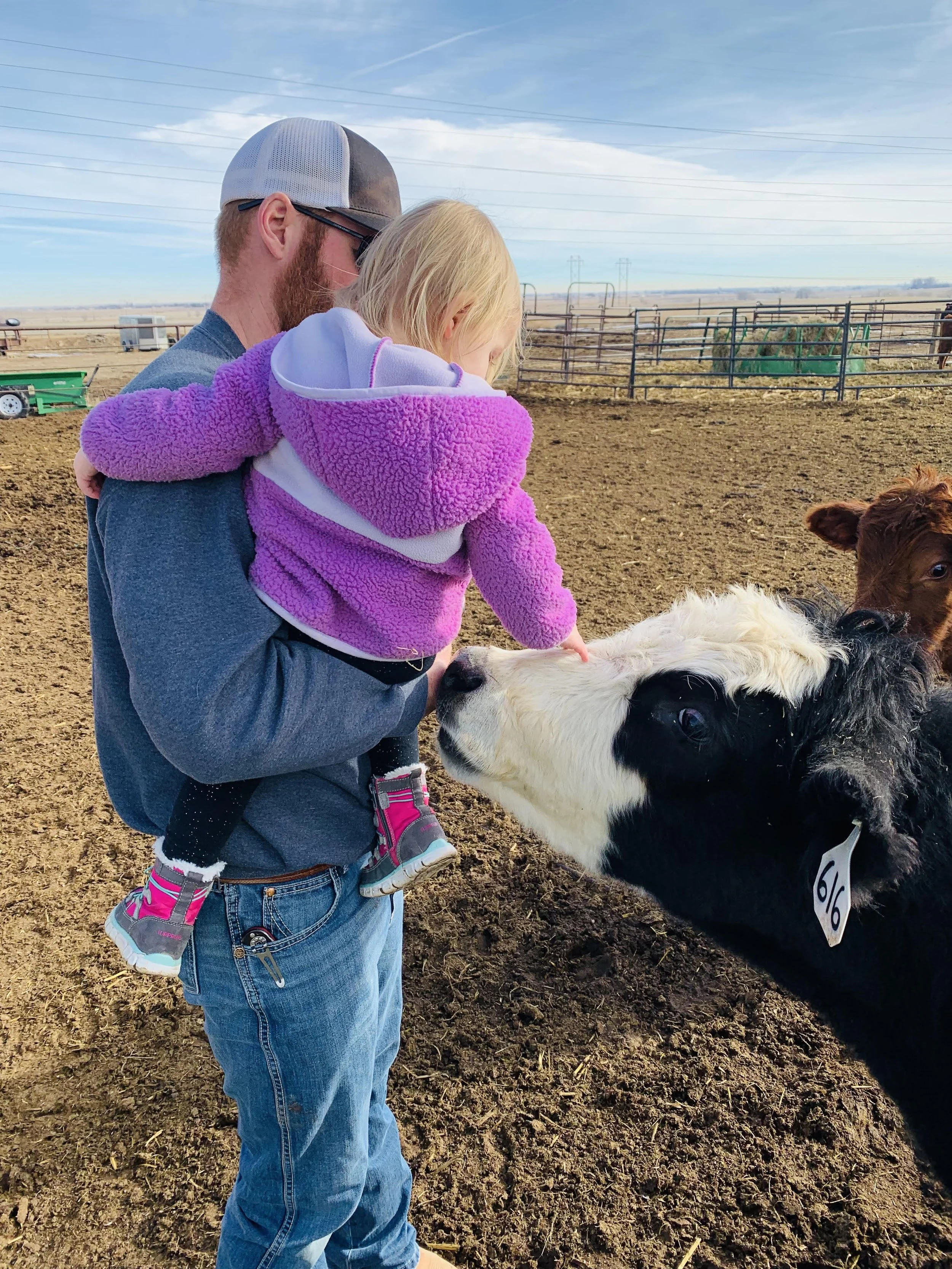 A man holding a young girl as she touches a black and white calf at a farm, with another calf visible in the background.