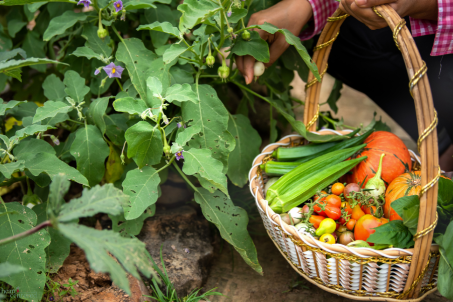 Spring Liver Support