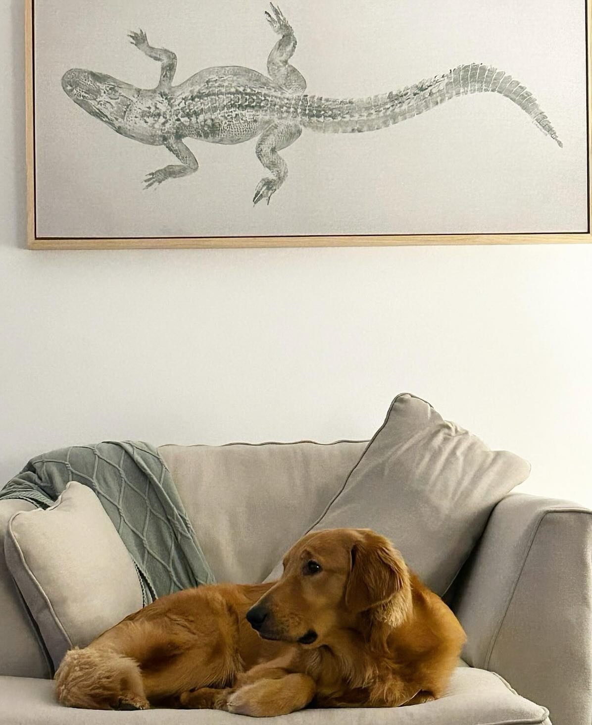 Looks like @benny.and.the.sticks has great taste in home decor! 🐾🐊 Who else is eyeing that gator? 

Head over to our online store to shop for your own unique piece of L Charleville Studios art: lcharlevillestudios.com/purchase

#ArtDecor #HomeDecor