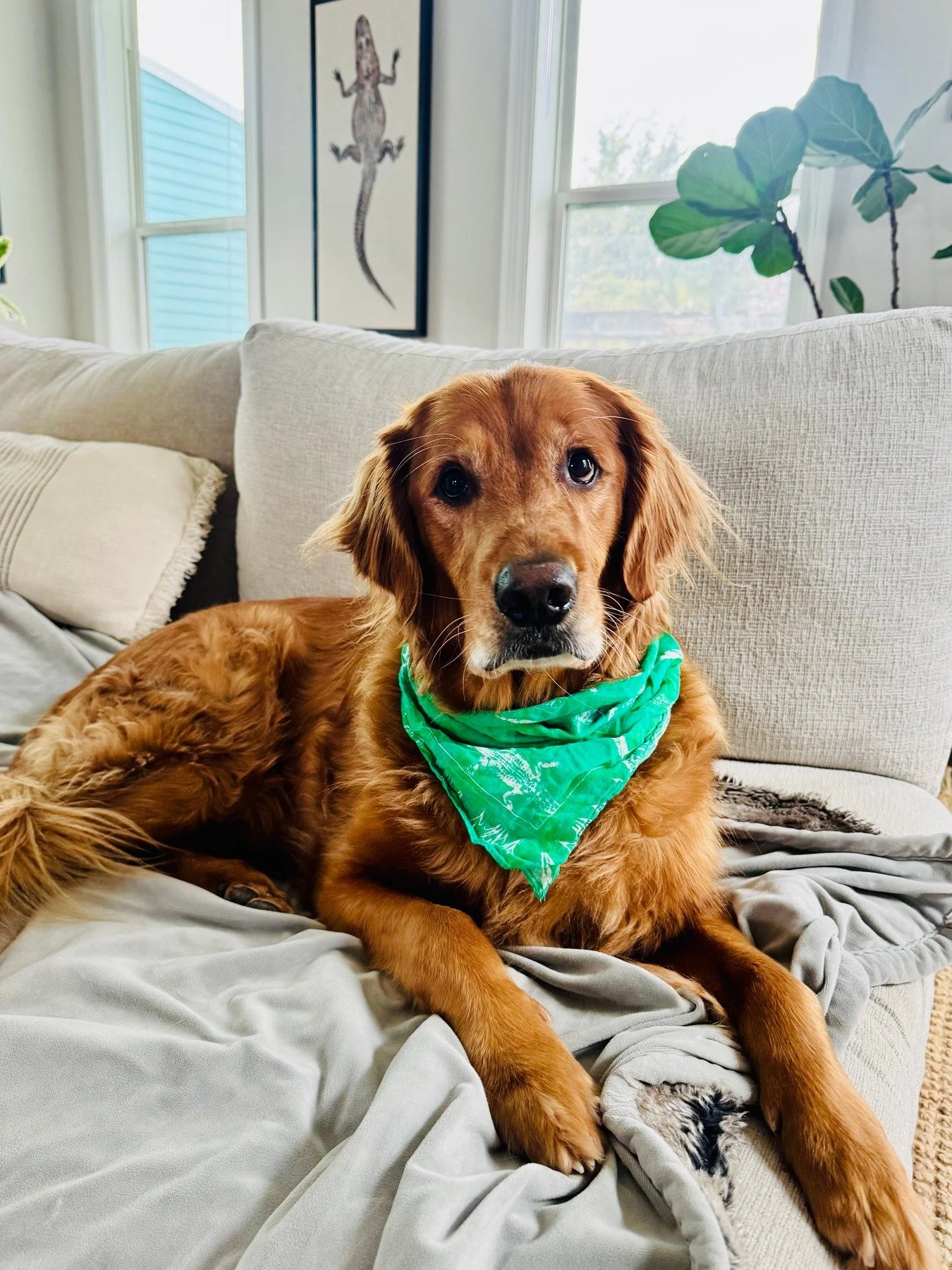 Wrapped, worn, or wagging, our new bandanas make the perfect gift for the outdoorsy ones on your list 🎁🐊 Available in cotton and silk styles for every adventure (and every pup)!

Shop today: lcharlevillestudios.com/collections/bandanas
.
.
.
#anima