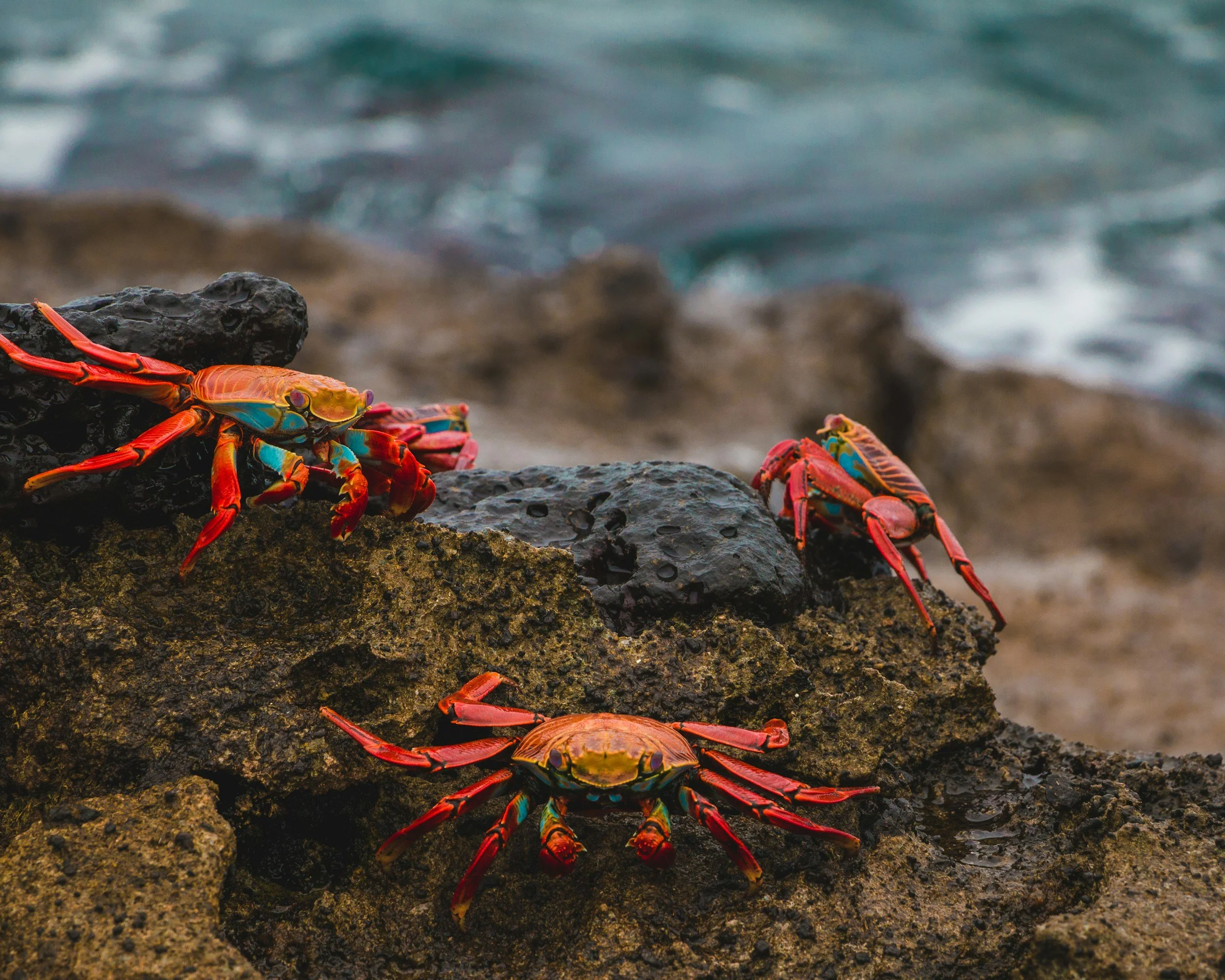 Three brightly colored crabs on a rocky shoreline with ocean in the background.