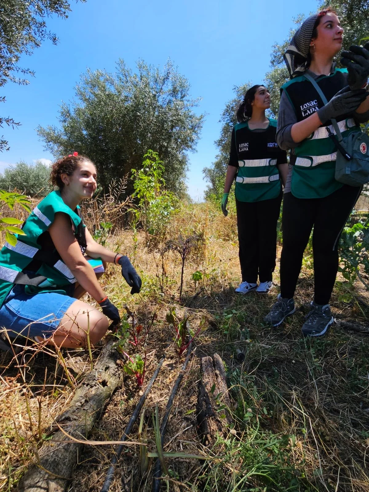 Four women working outdoors in a sunny, dry area with trees and plants, wearing gloves and vests for a conservation or environmental project.
