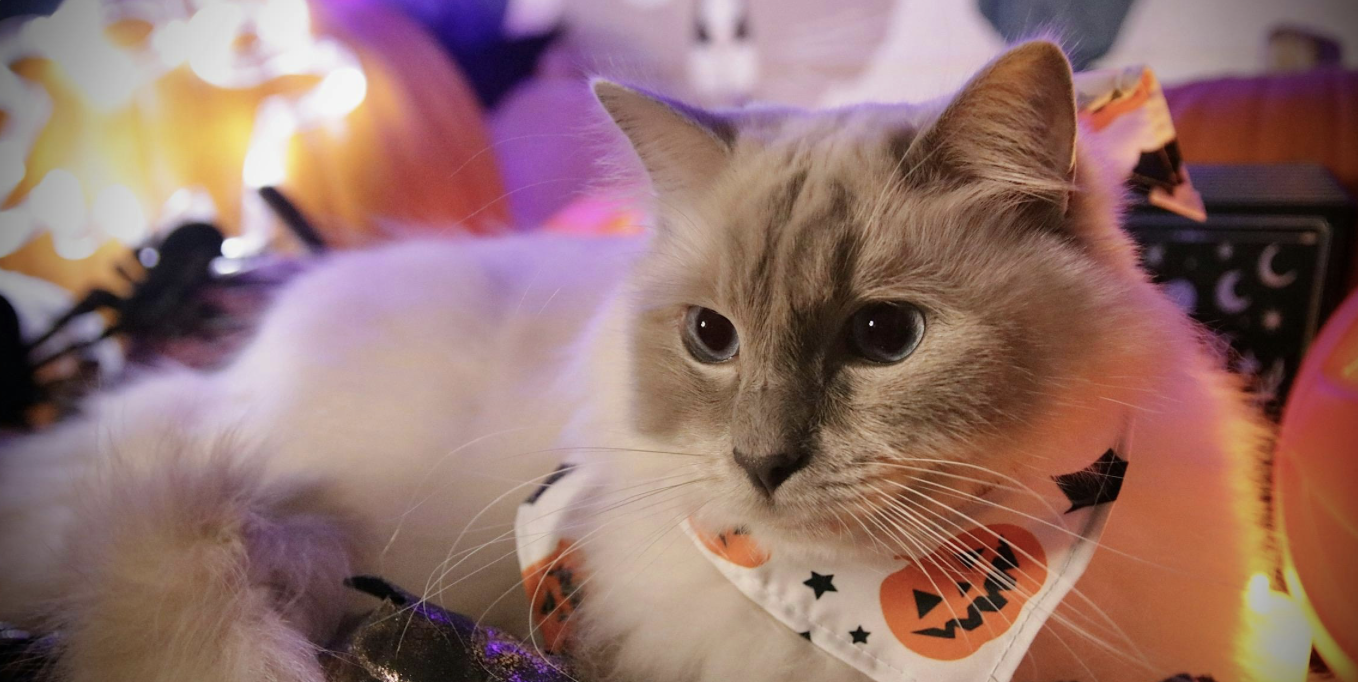 PURR Pumpkin Patch Photoshoot