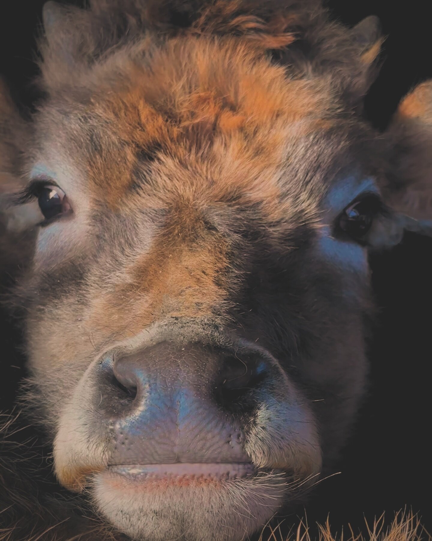 double tap to boop the nose 🐮

#heifersofinstagram #cowsofinstagram #fluffyheifers #jersey #spring #springonthefarm #farmliving #dairyfarm