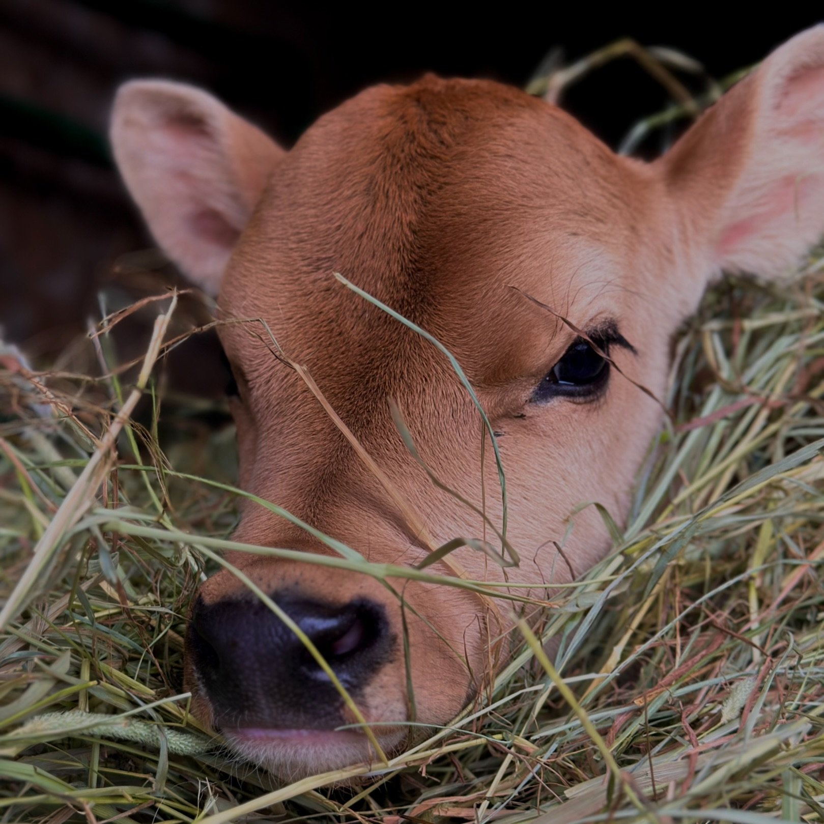 when the human keeps taking pictures of you &amp; calling you cute when you&rsquo;re just trying to nap 🥹

jersey attitude is real 

#calvesofinstagram #animalsofinstagram #jersey #dairycows #farmlife #farmliving #animalphotography #upstateny