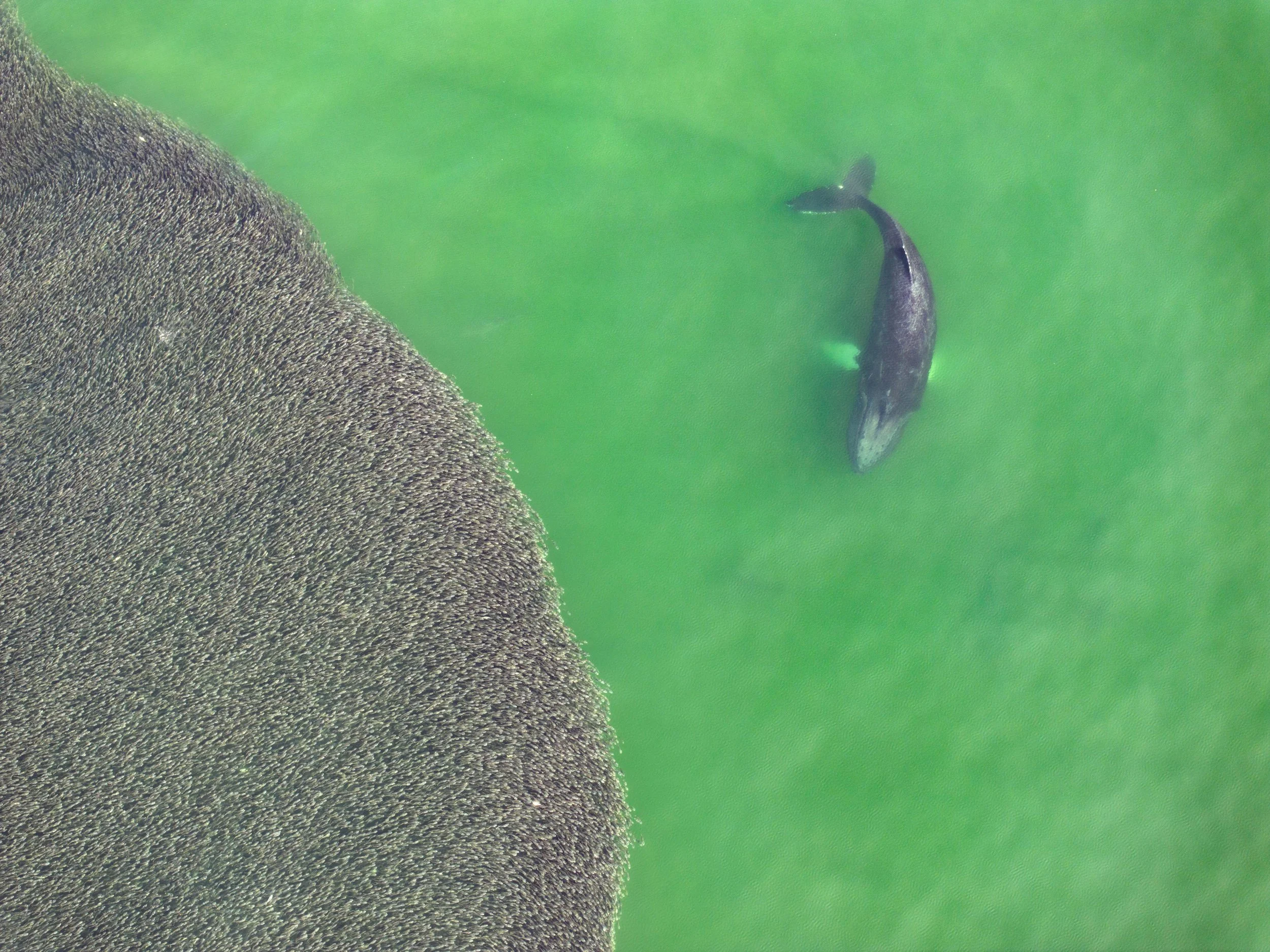 A whale swimming in green water with a large, textured, dark gray object or surface on the left side of the image.